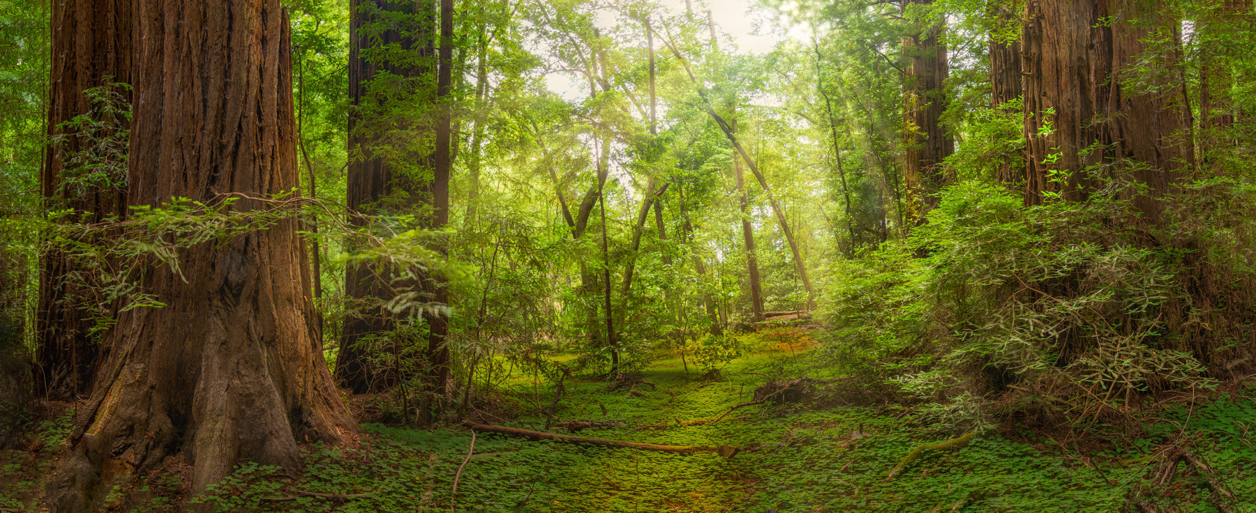 Tree Art: Open & Limited Edition Art Prints