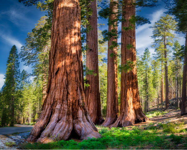 Breathtaking photograph of towering Sequoia trees with massive trunks and lush green foliage, bathed in sunlight, in Yosemite National Park, showcasing the grandeur of these ancient giants.