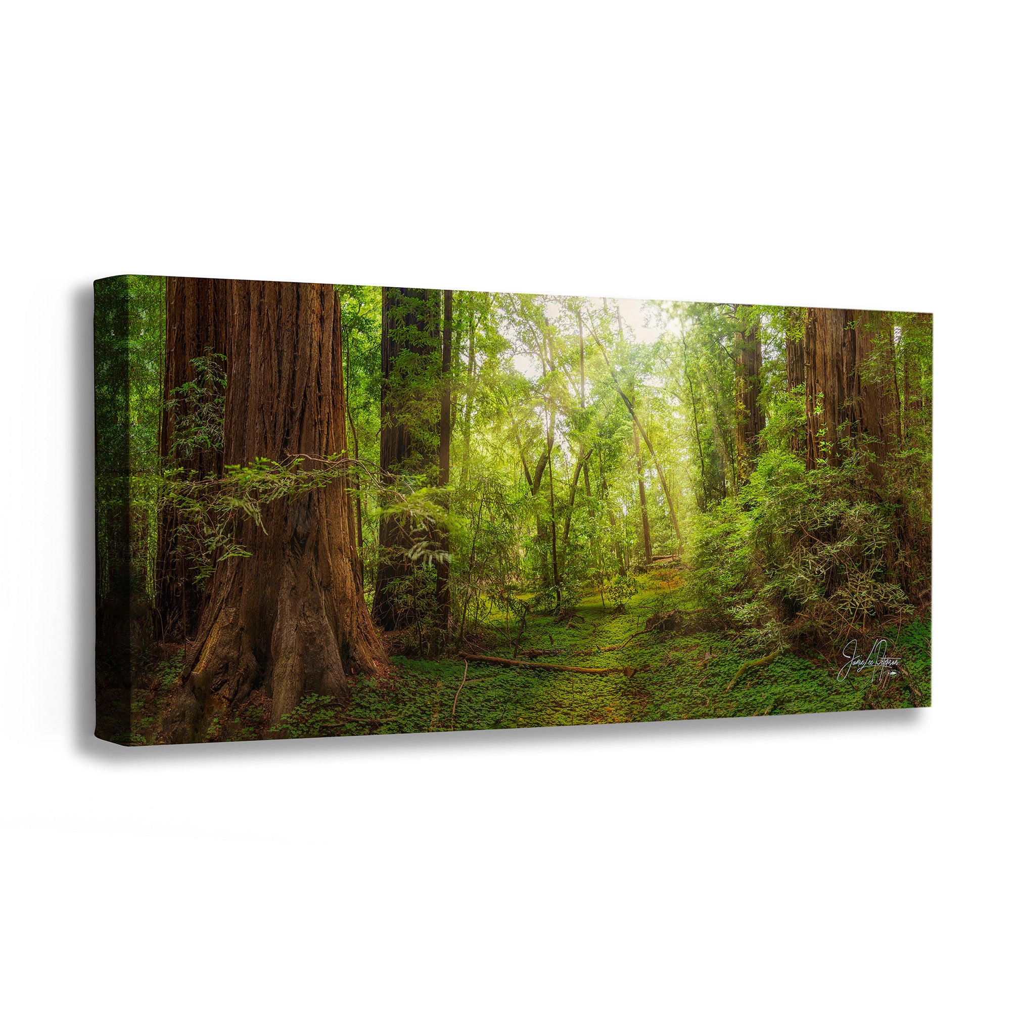 Canvas redwood tree artwork panorama print of a forest scene with tall trees and green foliage.