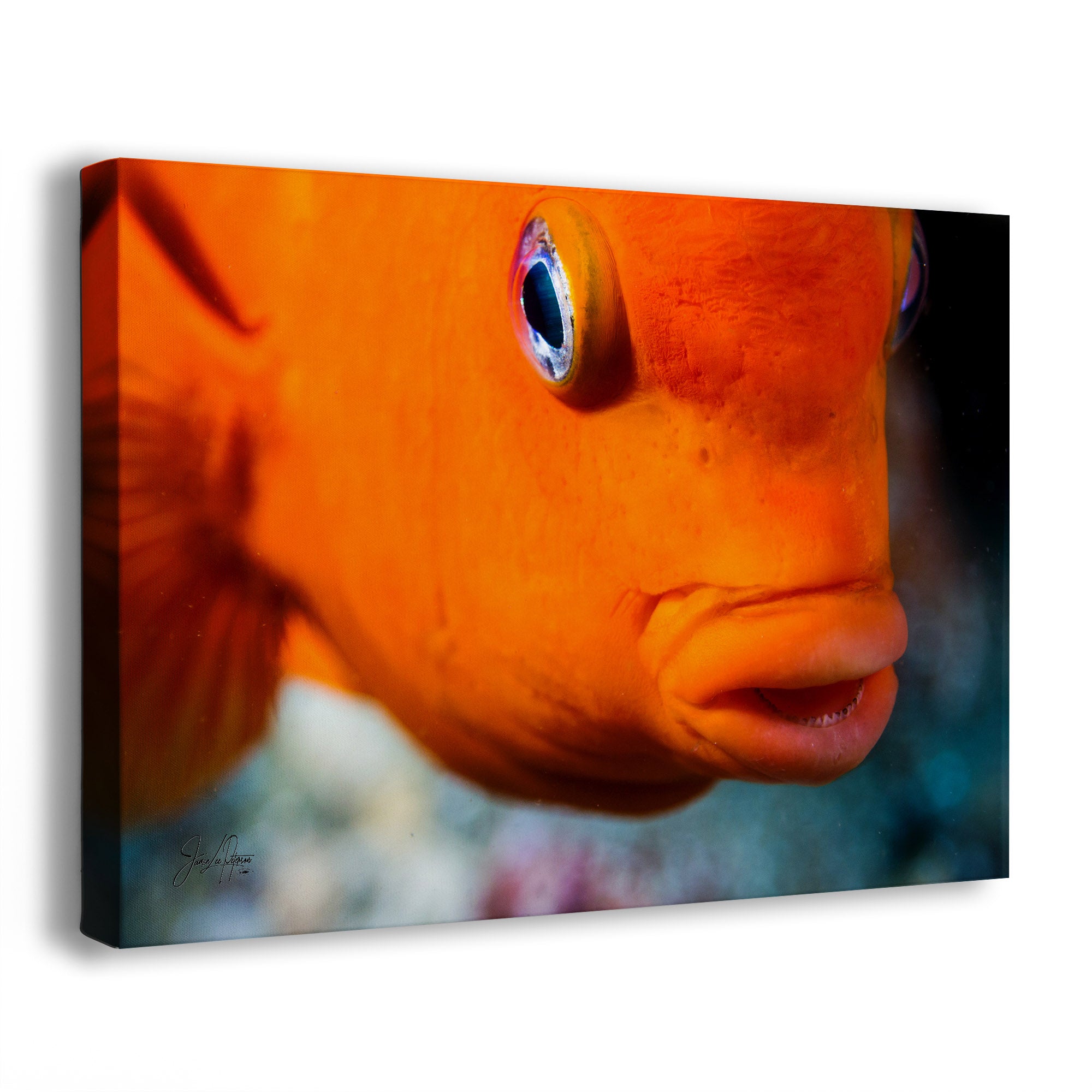 Close-up of an orange Garibaldi fish with a blurred background
