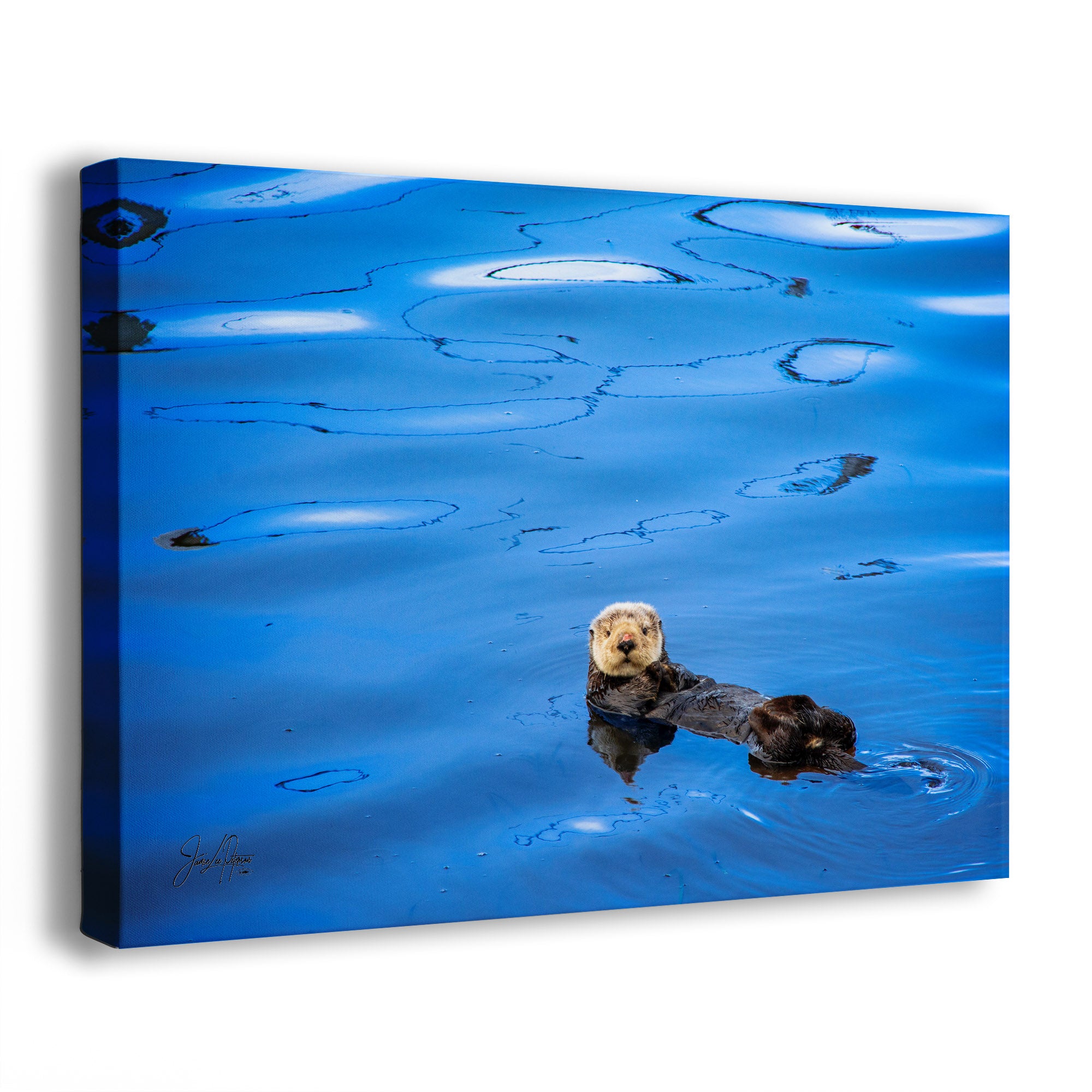 Canvas print of an otter swimming in blue water with ripples.