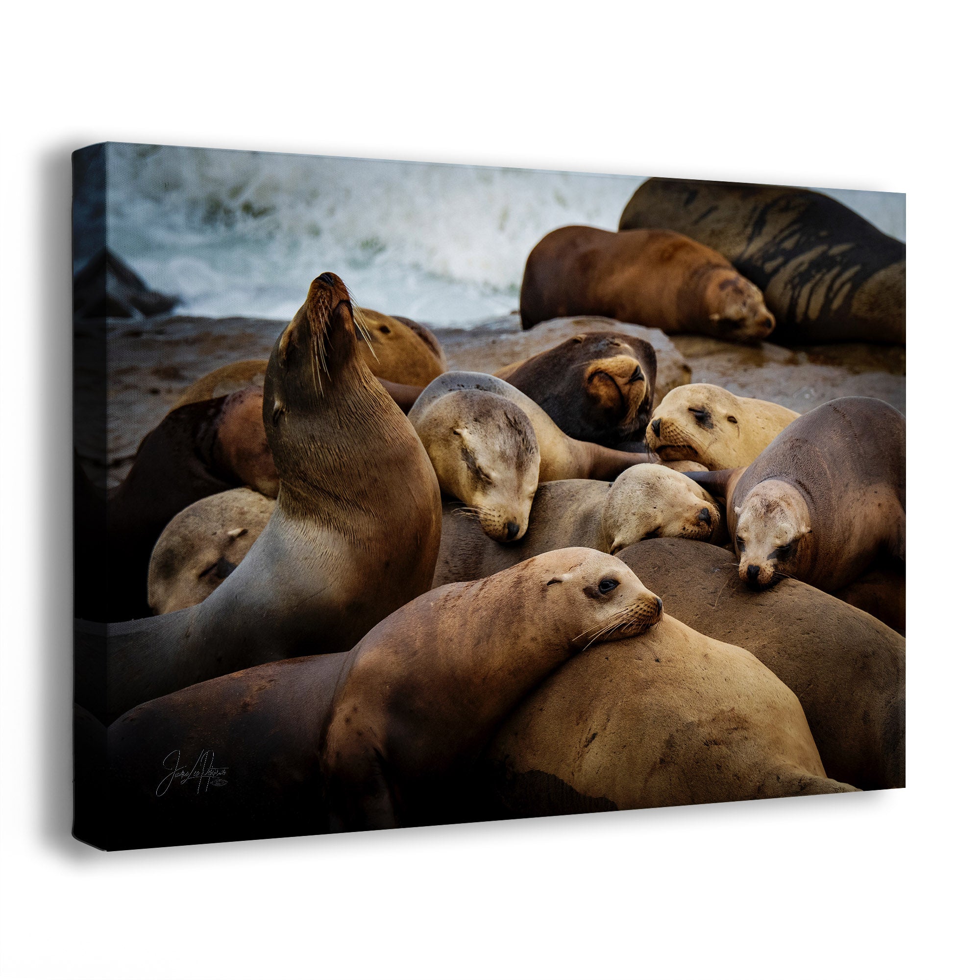 A side view of a canvas wall art print showing a group of sea lions resting on a rocky shore with ocean waves in the background.