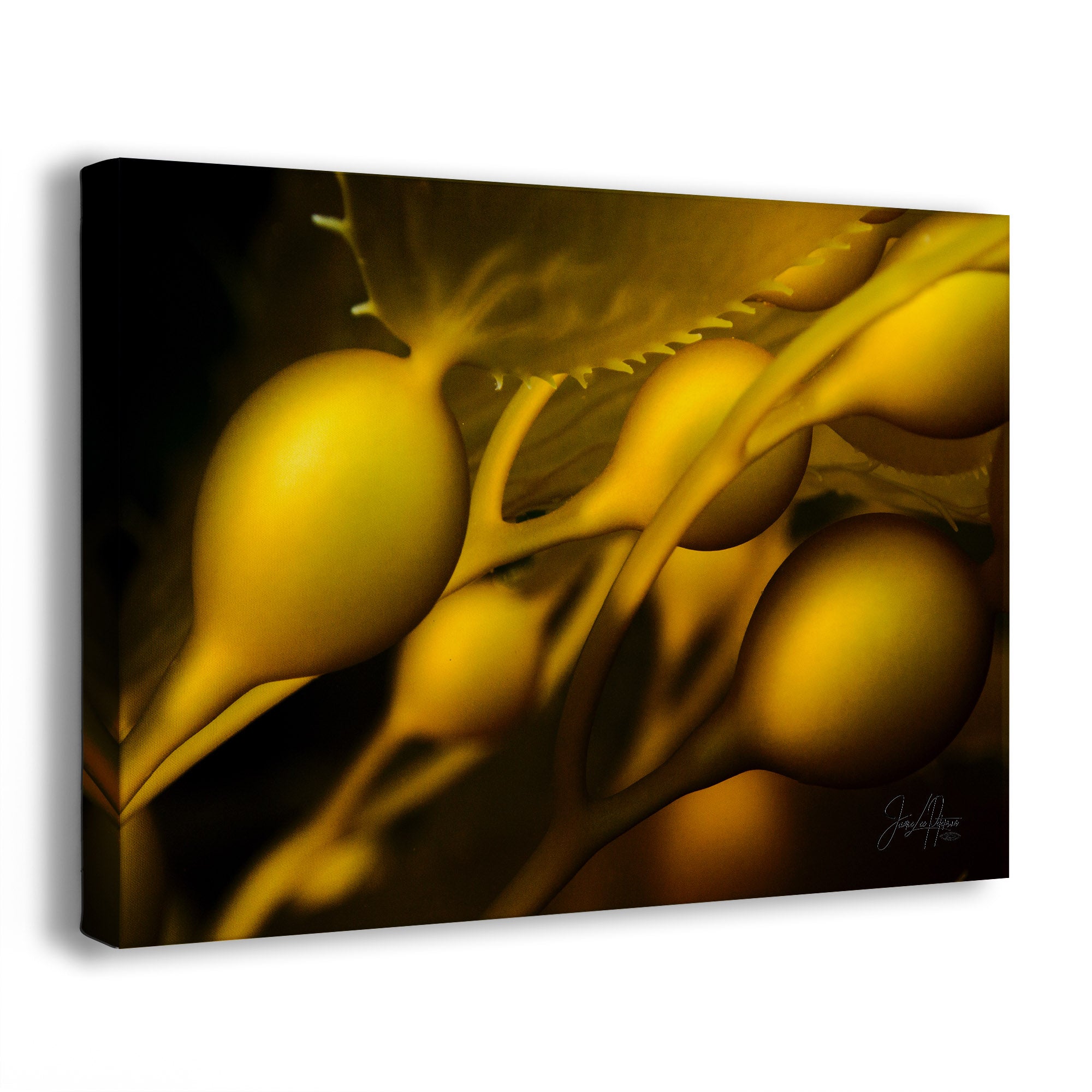 A square gallery-wrapped canvas print featuring an abstract close-up of golden-yellow California giant kelp on a dark background, shown at a slight angle against a white studio backdrop.