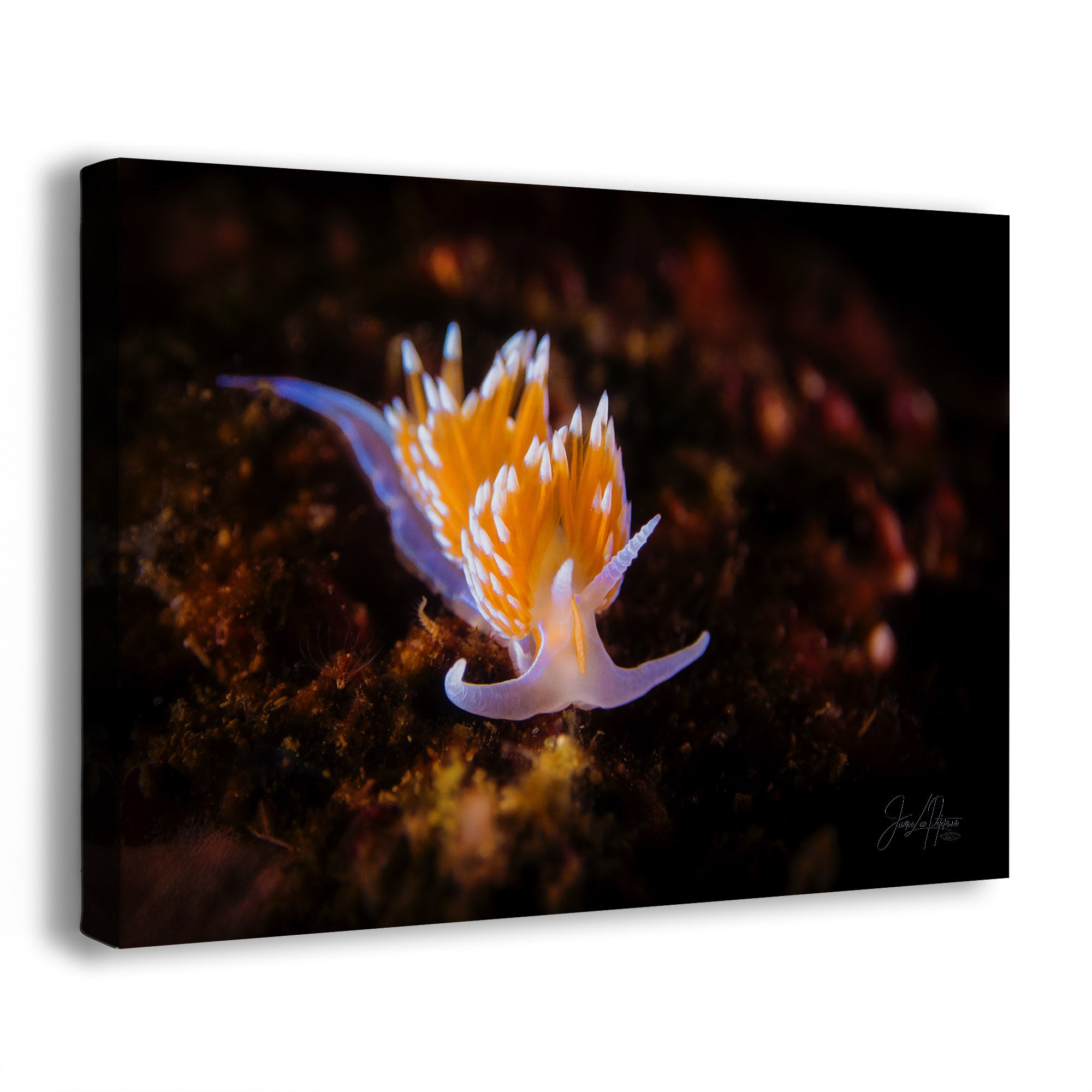  A canvas wall art of a colorful sea slug on a dark background. The picture is on a white background.