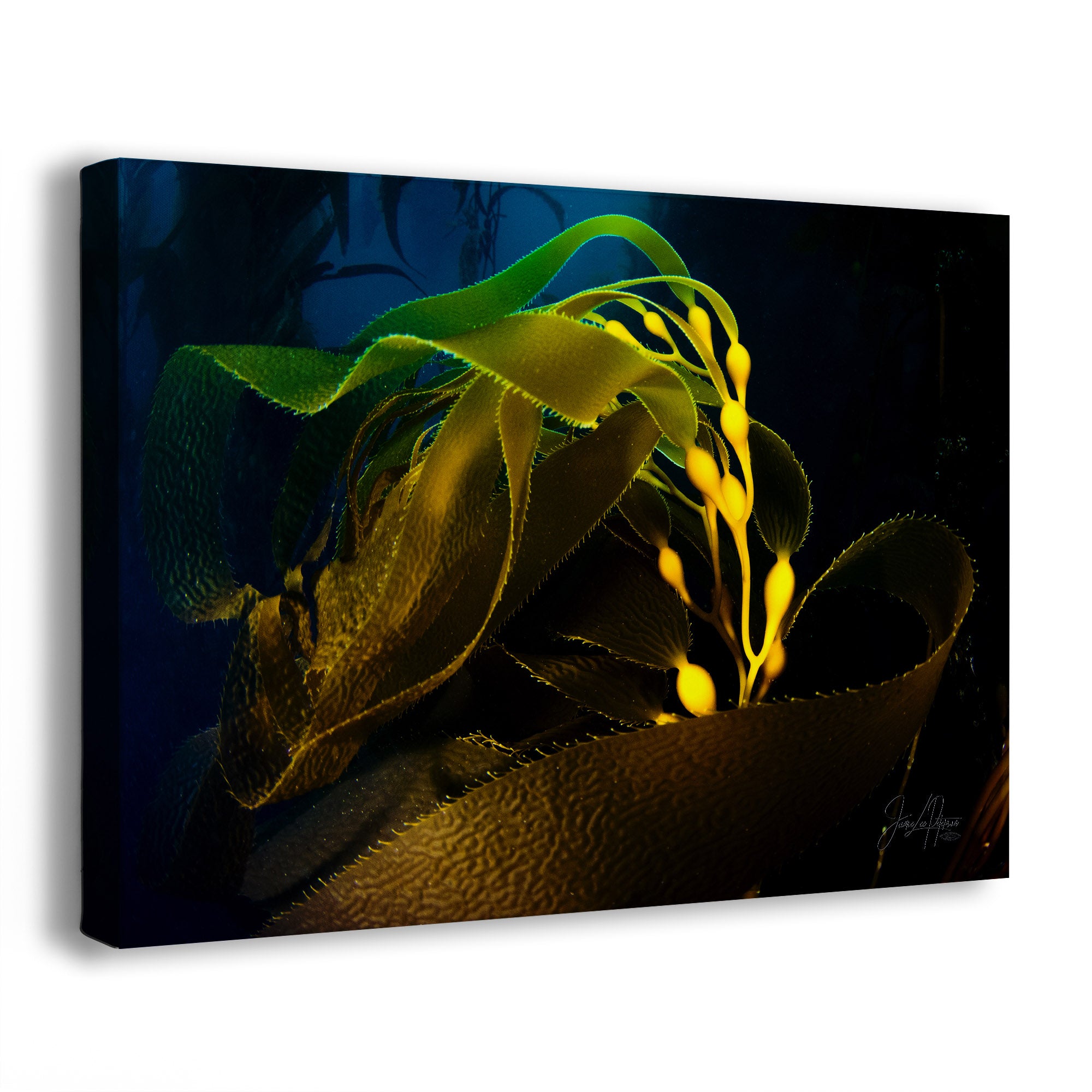 A rectangular wall art canvas showing an underwater kelp scene with glowing yellow reproductive structures and green-brown kelp fronds against a dark blue background. The canvas is photographed at an angle on a clean white background.