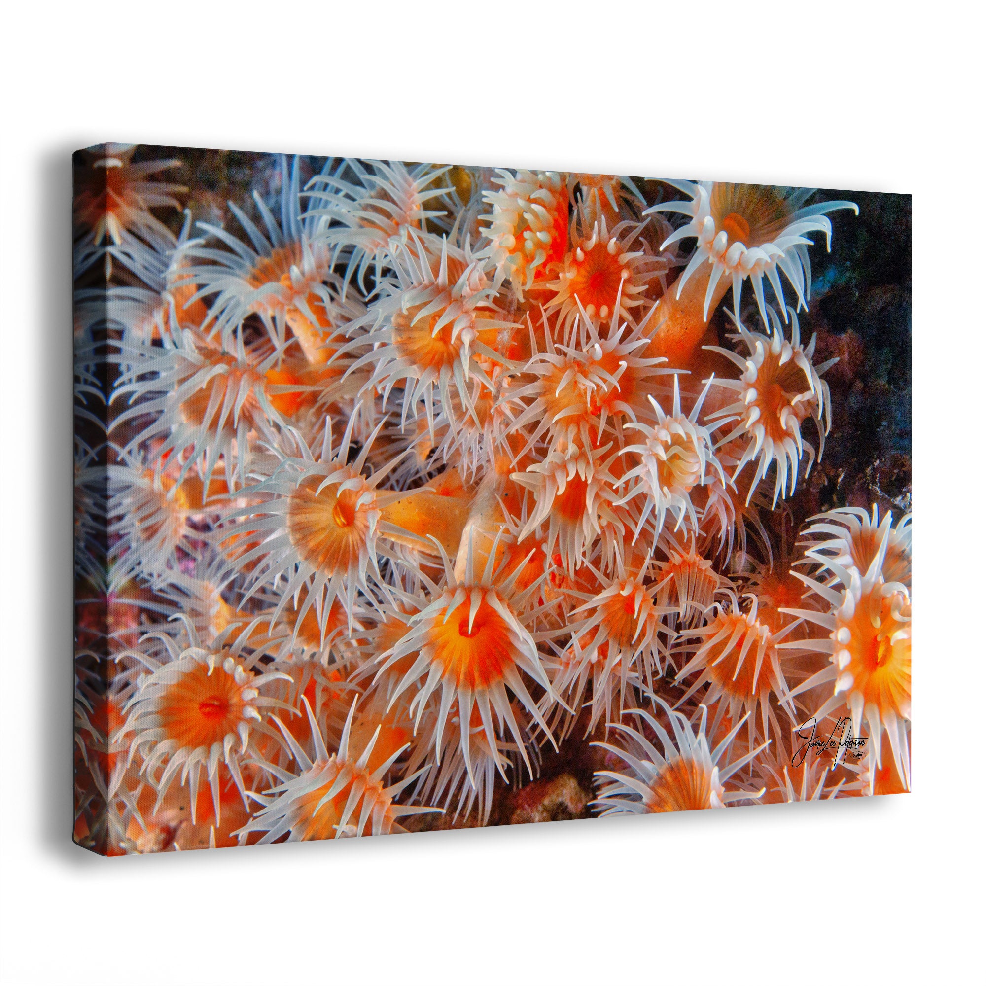 A square canvas wall art print depicting a close-up underwater scene of orange and white sea anemones, shown at a three-quarter angle on a white background.