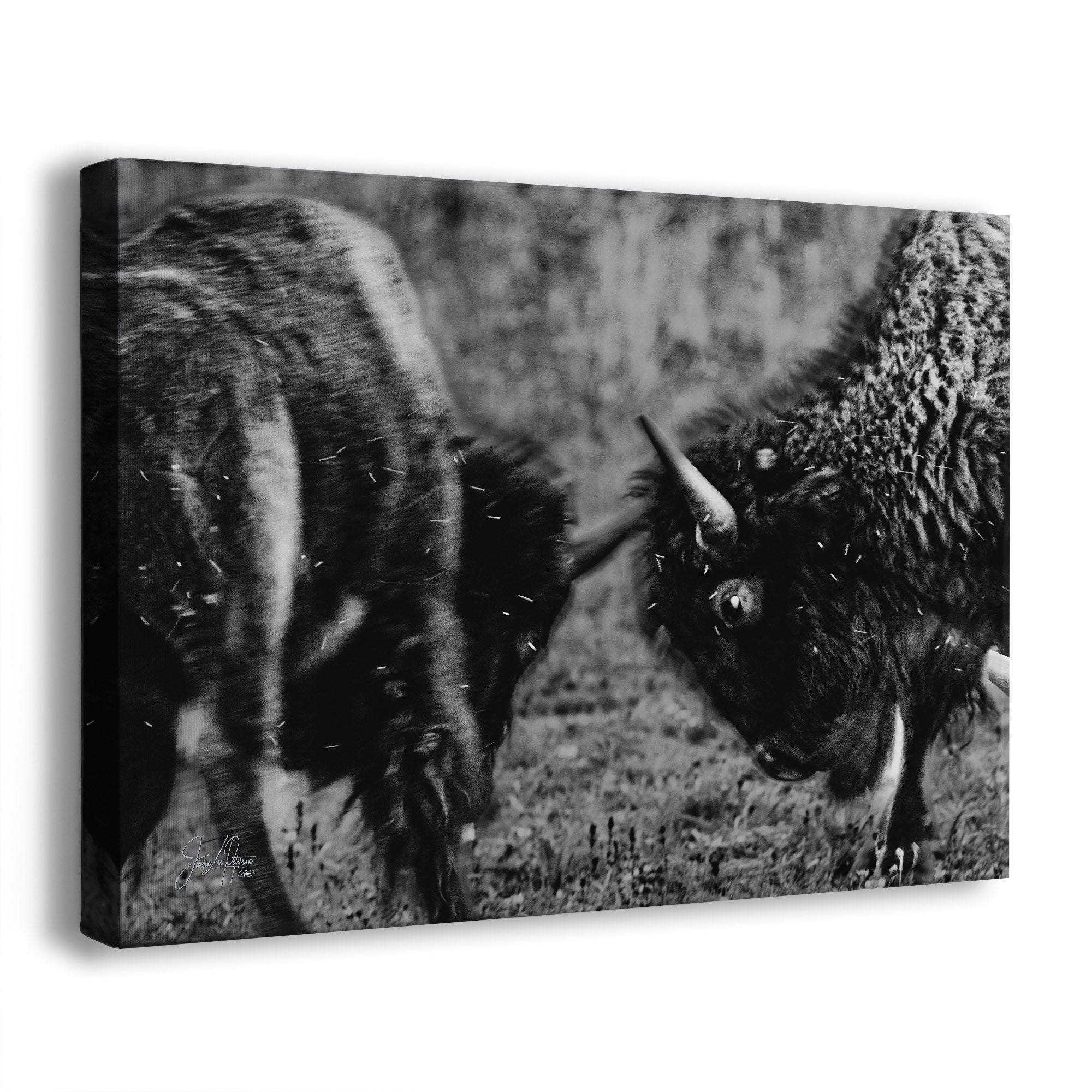 Black and white canvas wall art featuring two bison facing each other in a grassy field, shown as a gallery-wrapped canvas on a white background.