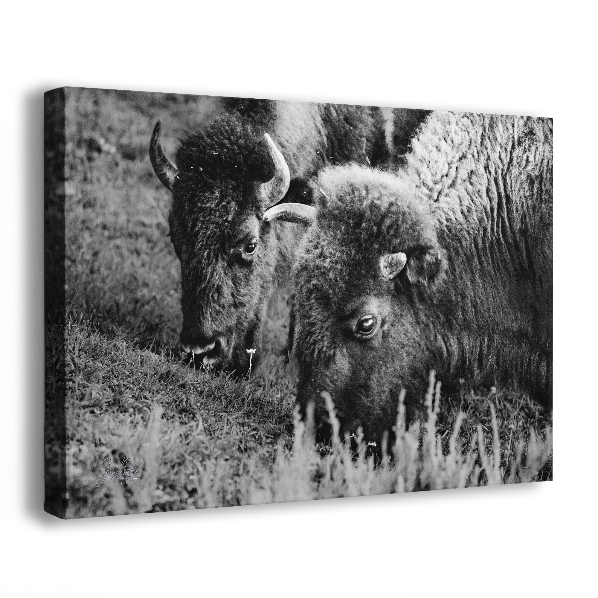 Two bison in a grassy field, captured in black and white.