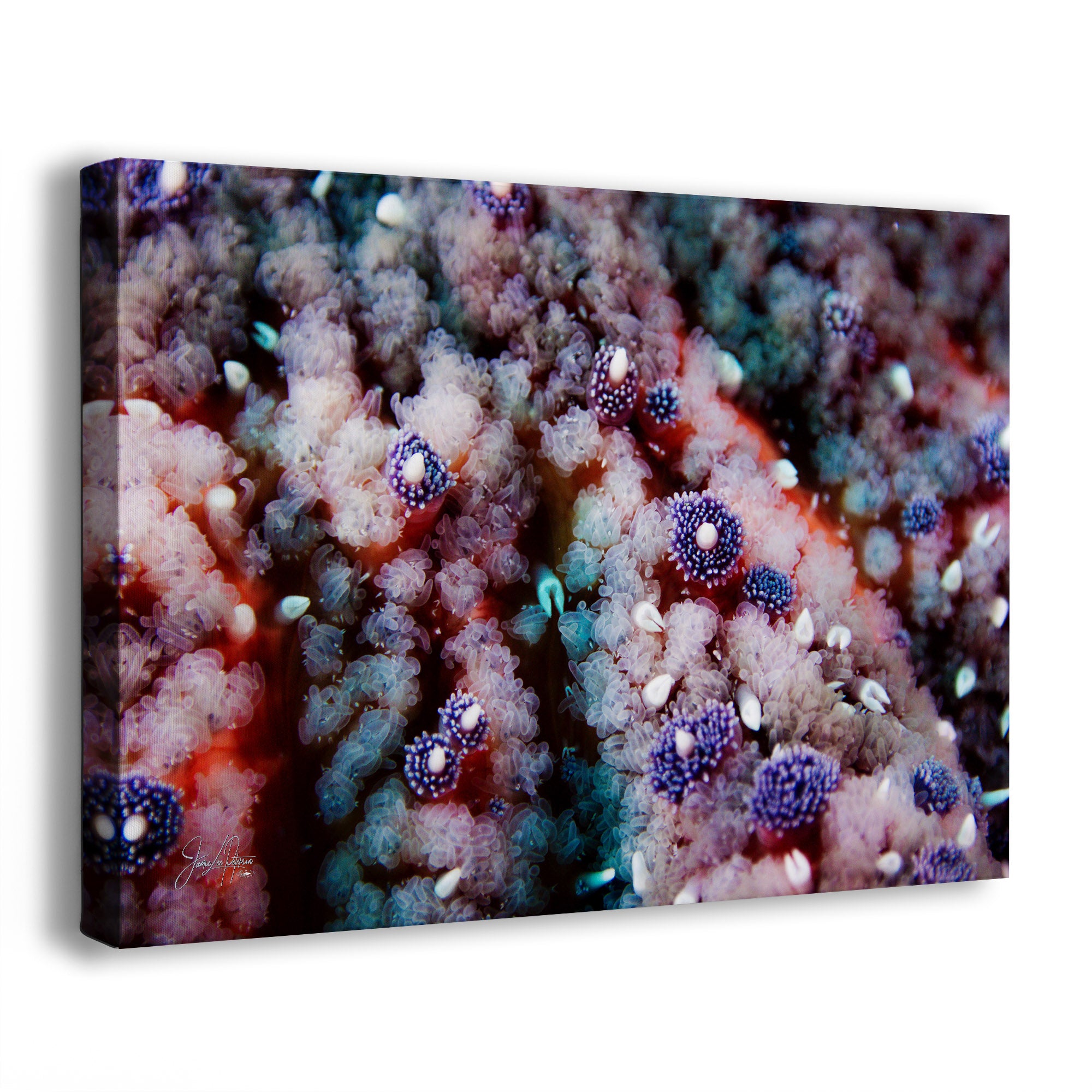 A square gallery-wrapped canvas print featuring a close-up underwater photograph of a purple starfish, shown at a three-quarter angle against a white background.