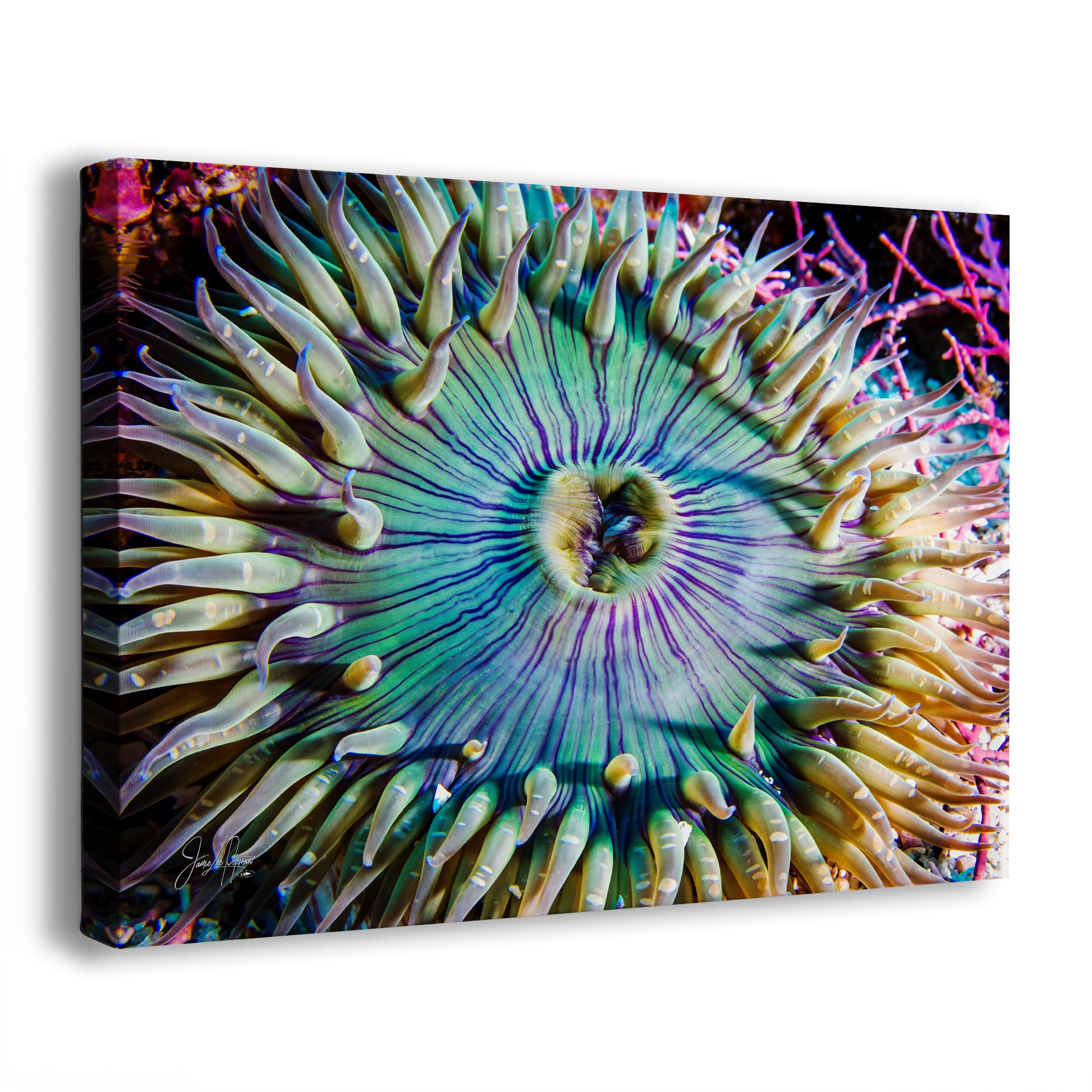 Close-up of a colorful anemone with a vibrant central pattern