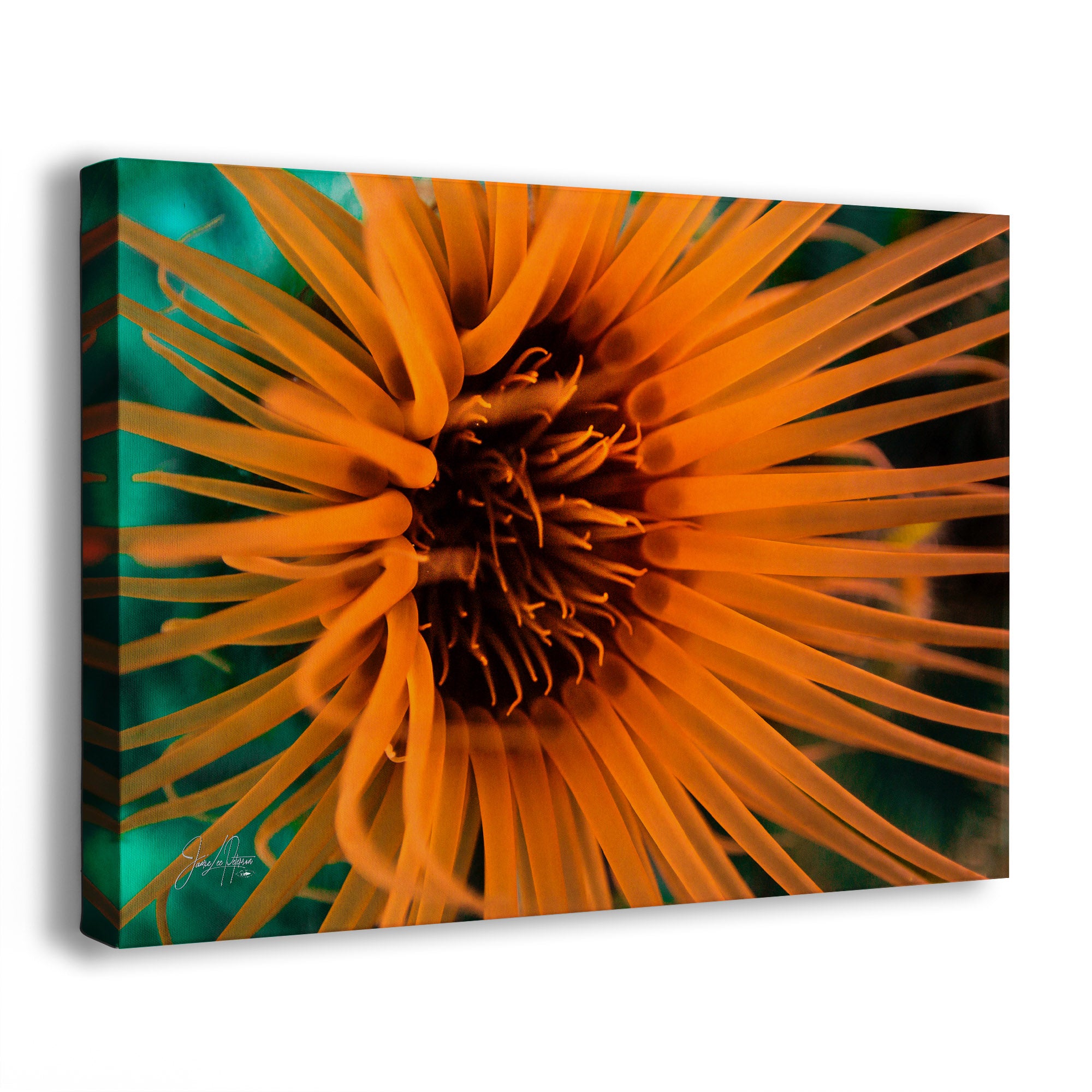 A canvas wall art print showing a close-up macro view of a bright orange anemone, photographed against a clean white background.