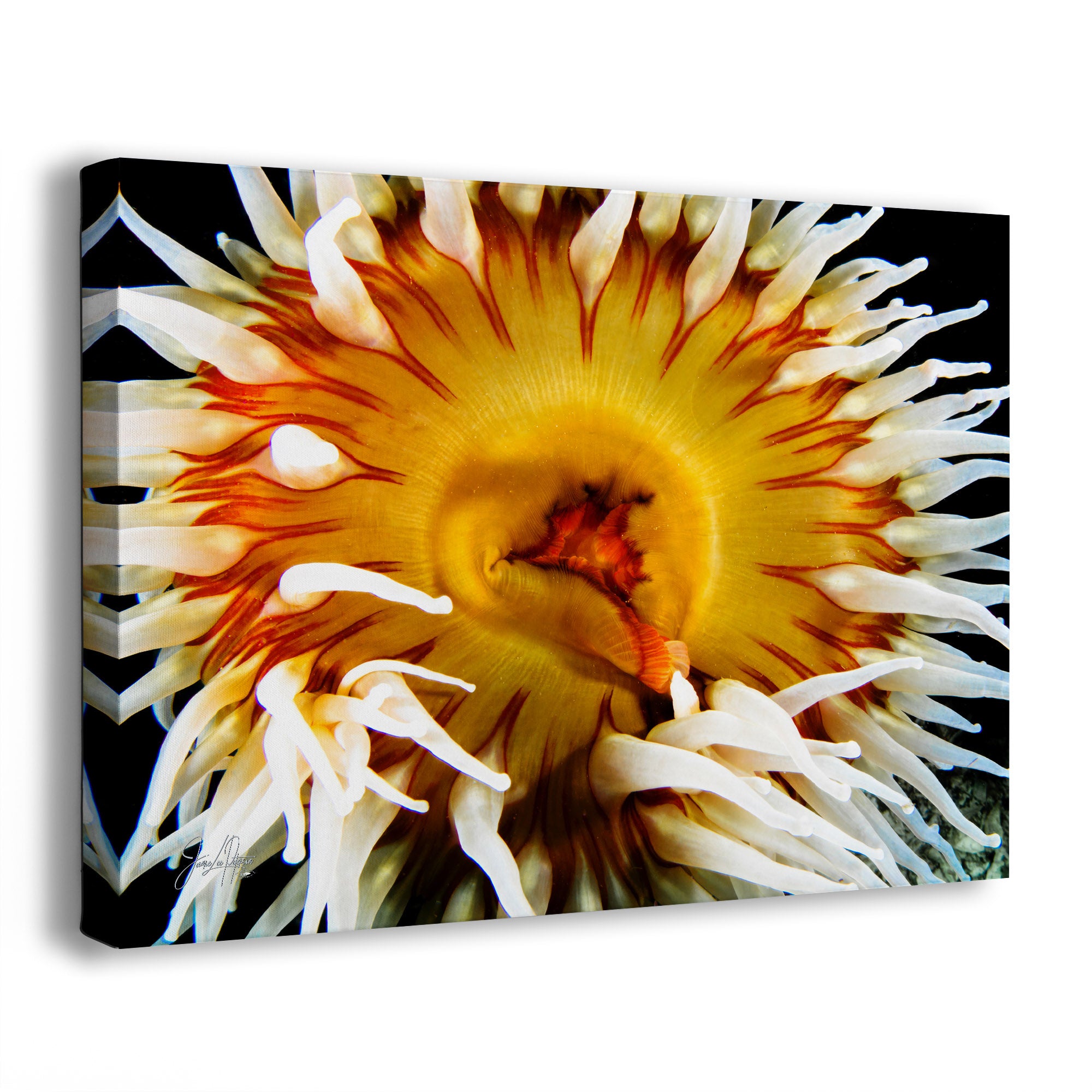 Close-up of a colorful anemone on a black background
