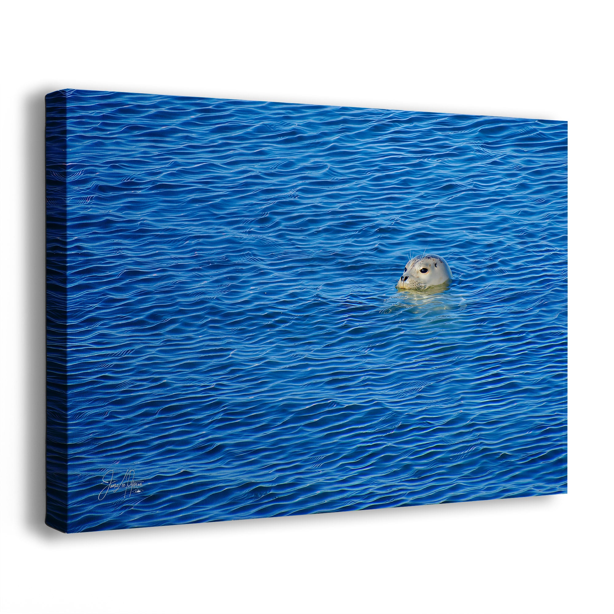A square canvas wall art print depicting a seal swimming in bright blue water with ripples, shown at an angle against a white background.
