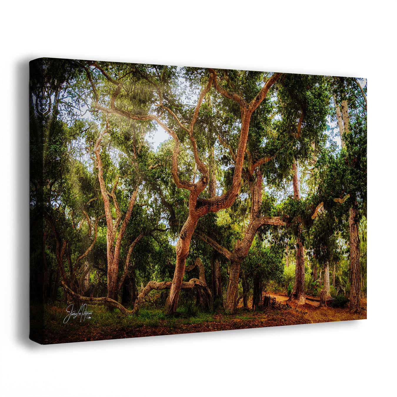 A coast live oak forest print showing a sunlit forest scene with large trees, dense green foliage, and warm brown trunks, photographed against a plain white background.