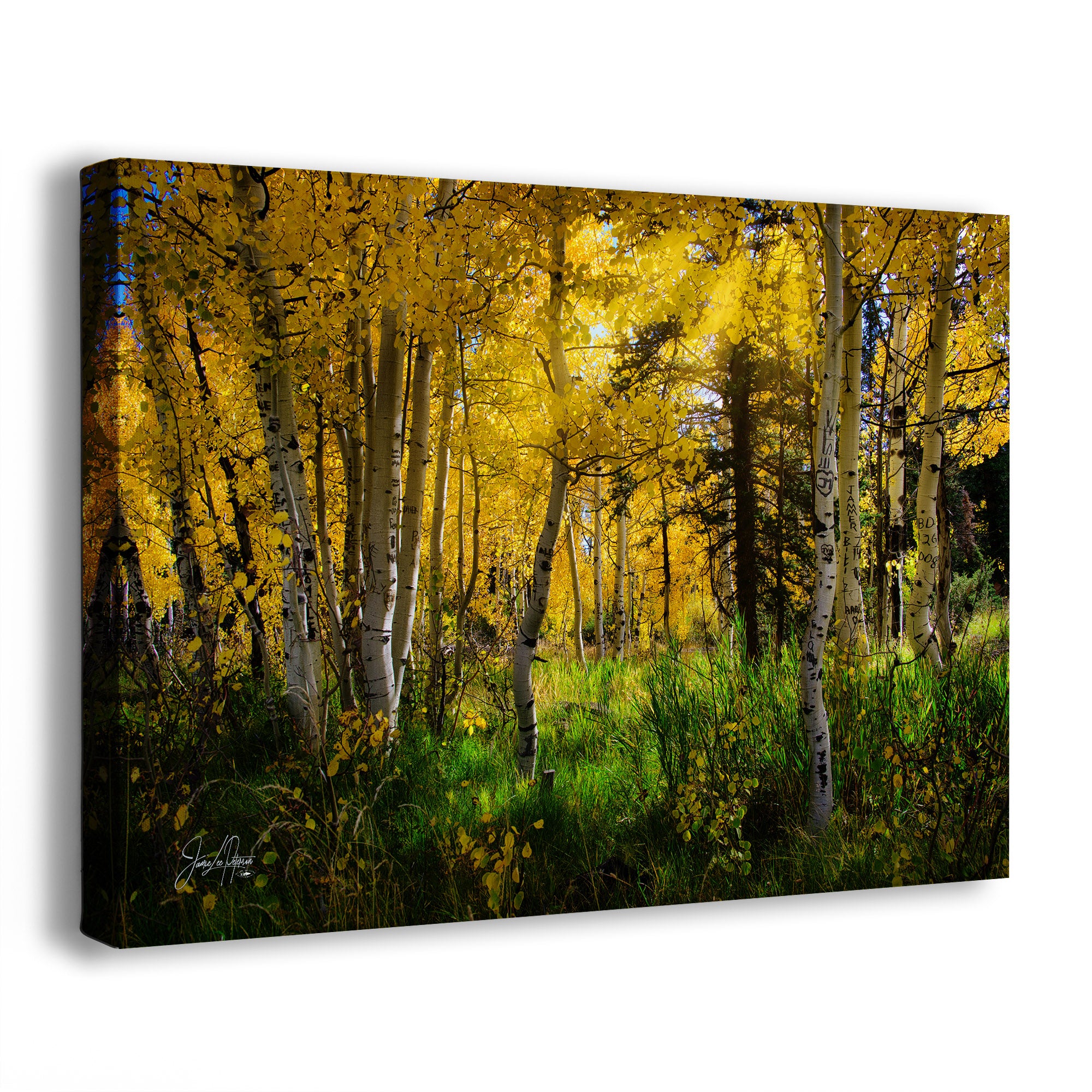A canvas wall art print showing a forest of aspen trees with bright yellow autumn leaves and green grass, photographed at an angle against a plain white background.