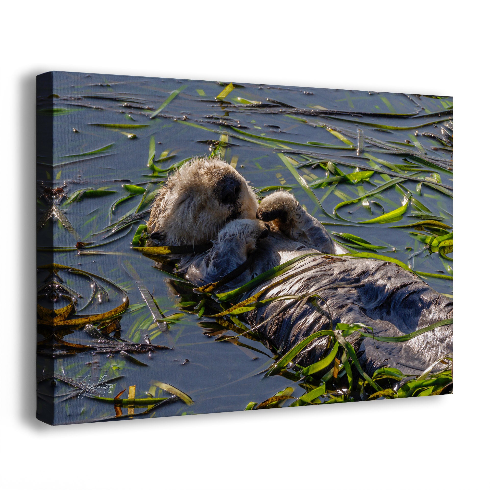 A rectangular canvas wall art print showing a sea otter floating on dark blue-green water with green kelp, photographed at an angle against a plain white background.