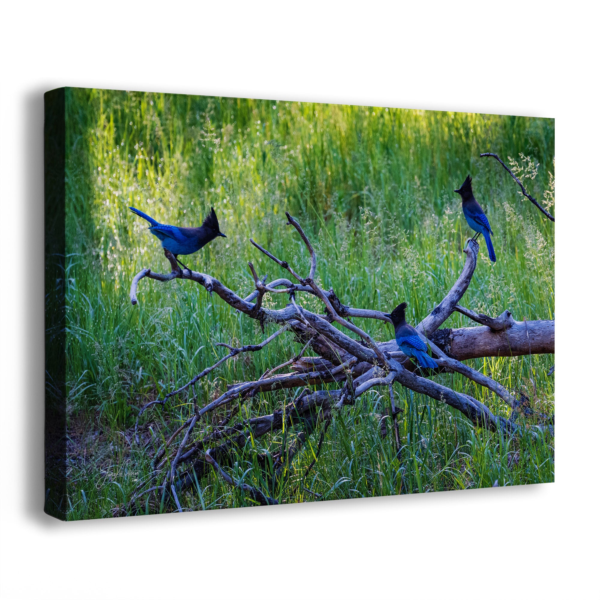 A side view of a canvas wall art print showing three Stellar's jay blue birds perched on a branch in a grassy field.