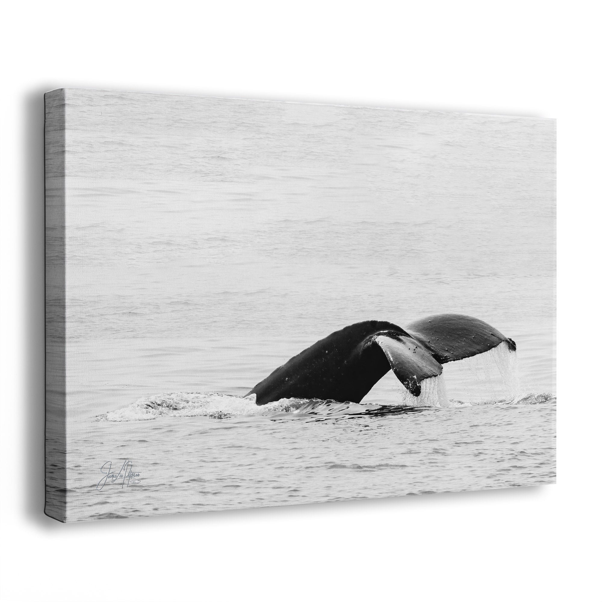A side view of a canvas wall art print of a black-and-white image of a Humpback Whale fluke diving into the sea, shown on a white background.