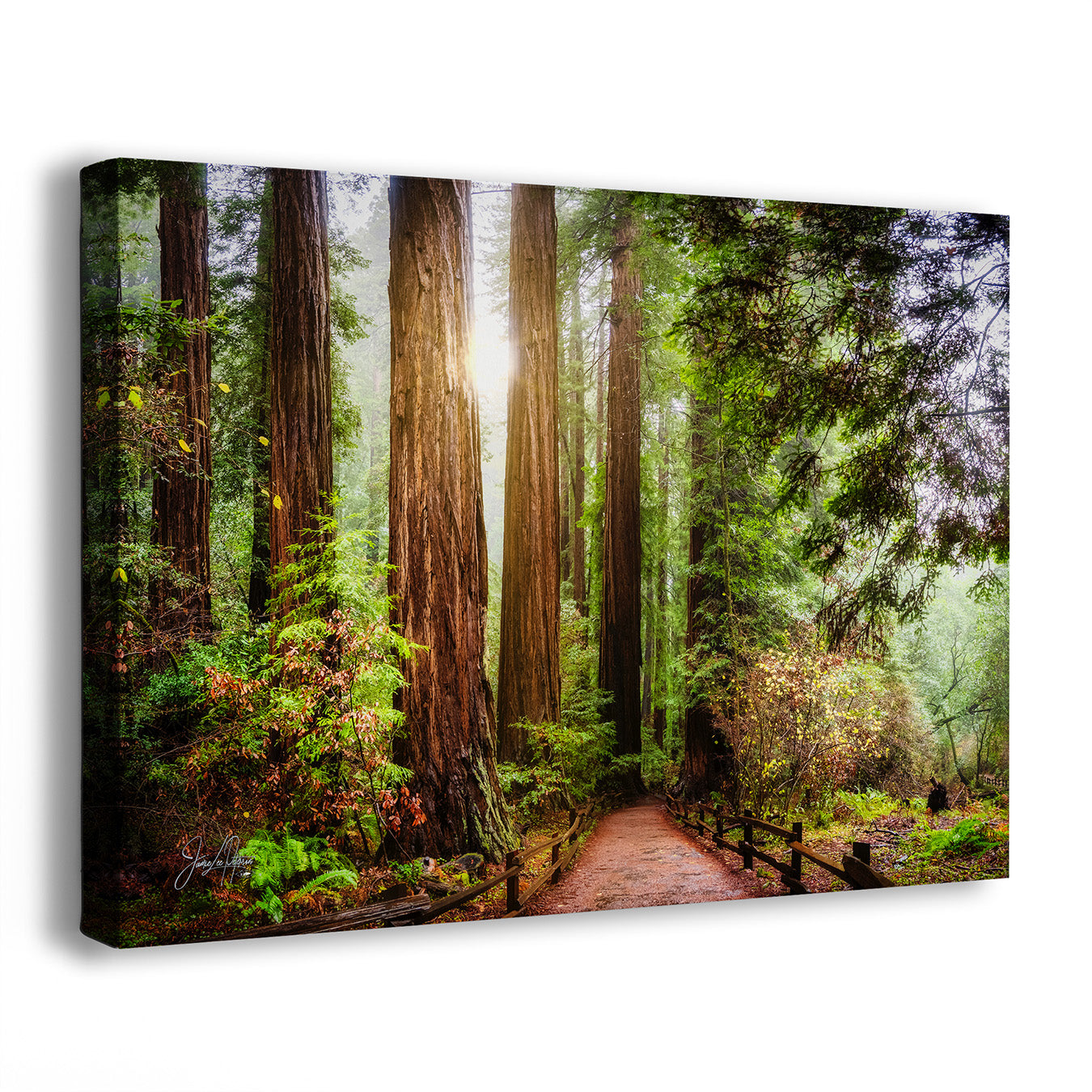 A rectangular golden redwood forest artwork showing a sunlit forest path lined with tall redwood trees and green undergrowth, photographed against a plain white background. 
