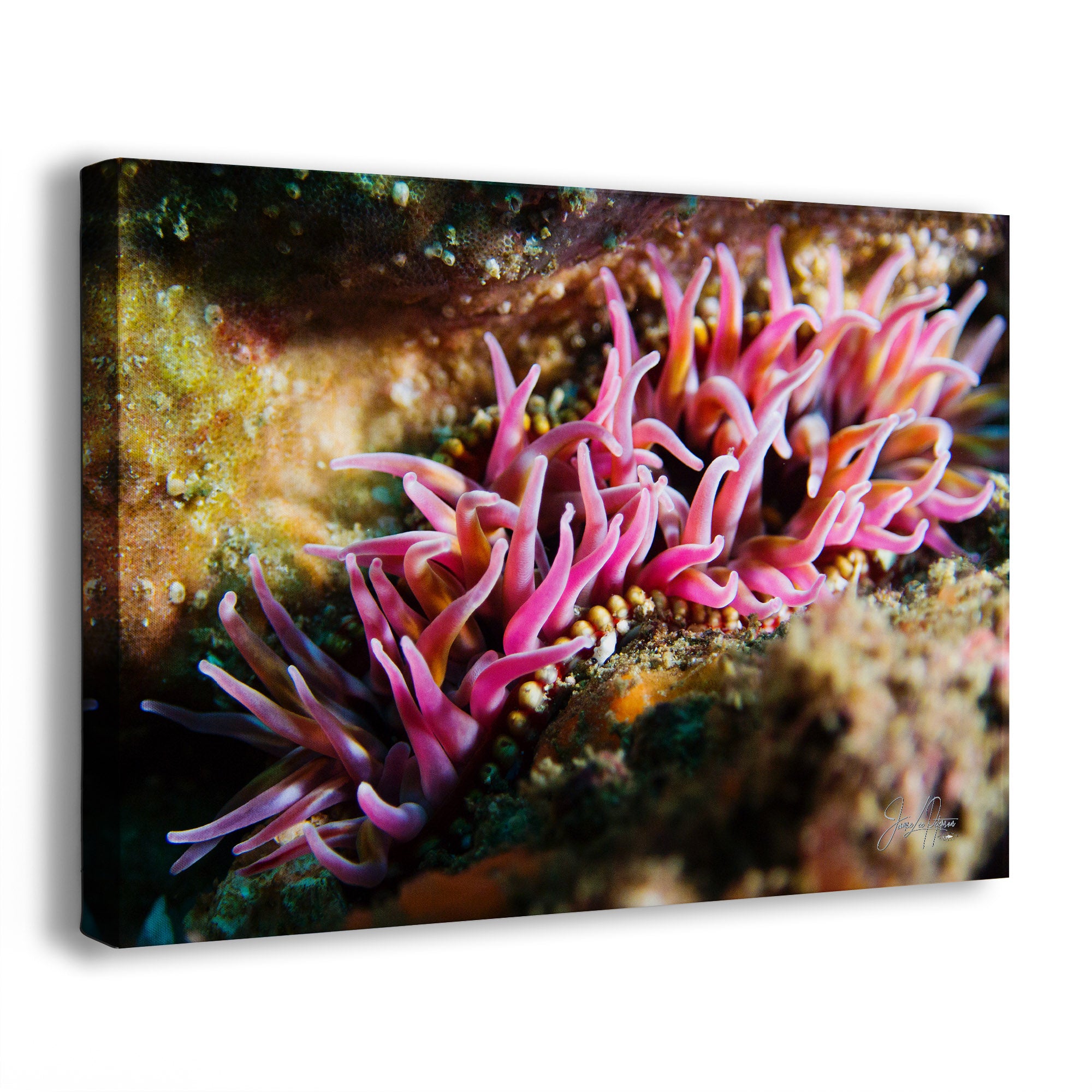 A rectangular wall art print or canvas showing a close-up underwater scene with bright pink sea anemones on a rocky seabed, photographed against a plain white background.