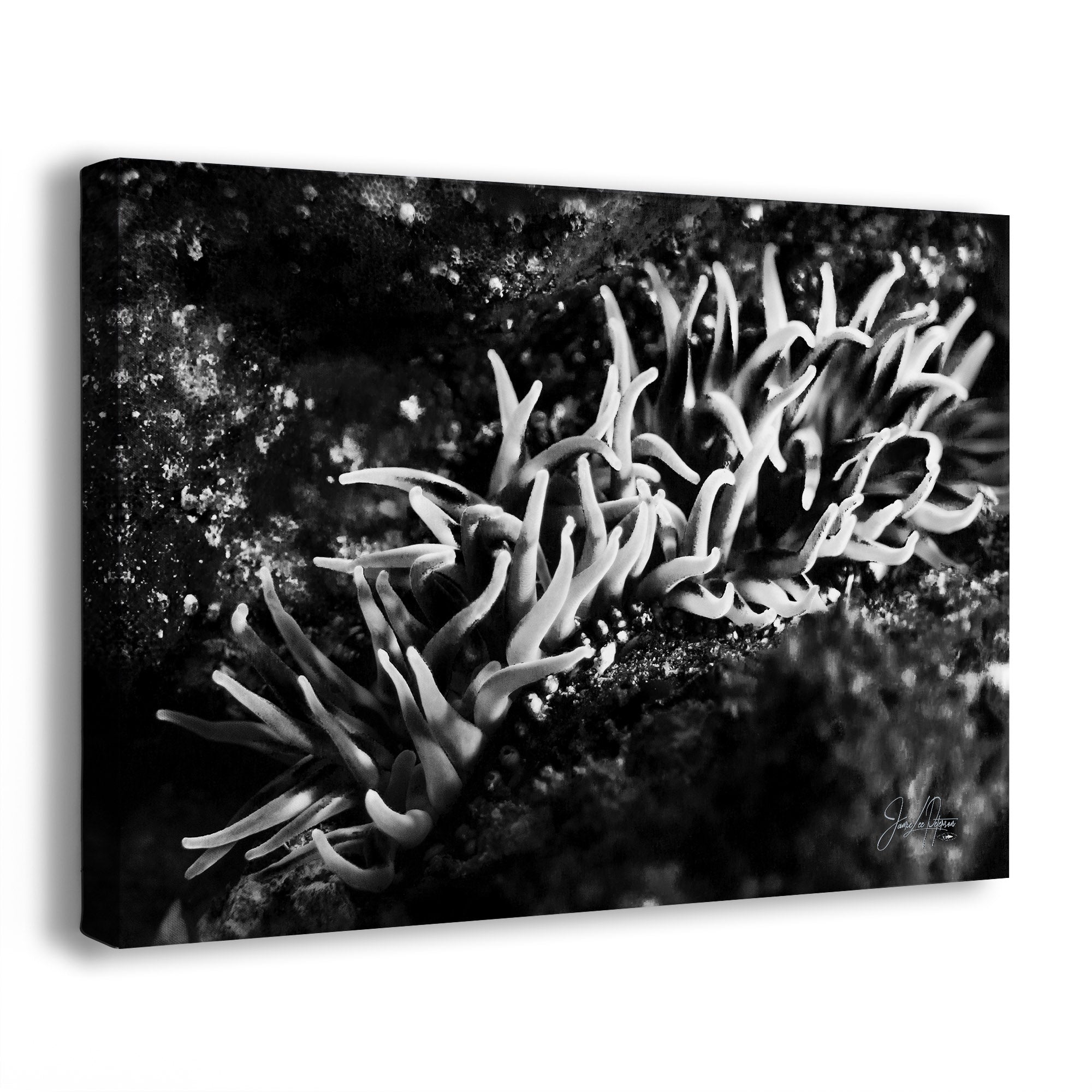 Black and white image of a coral-like structure on a textured surface