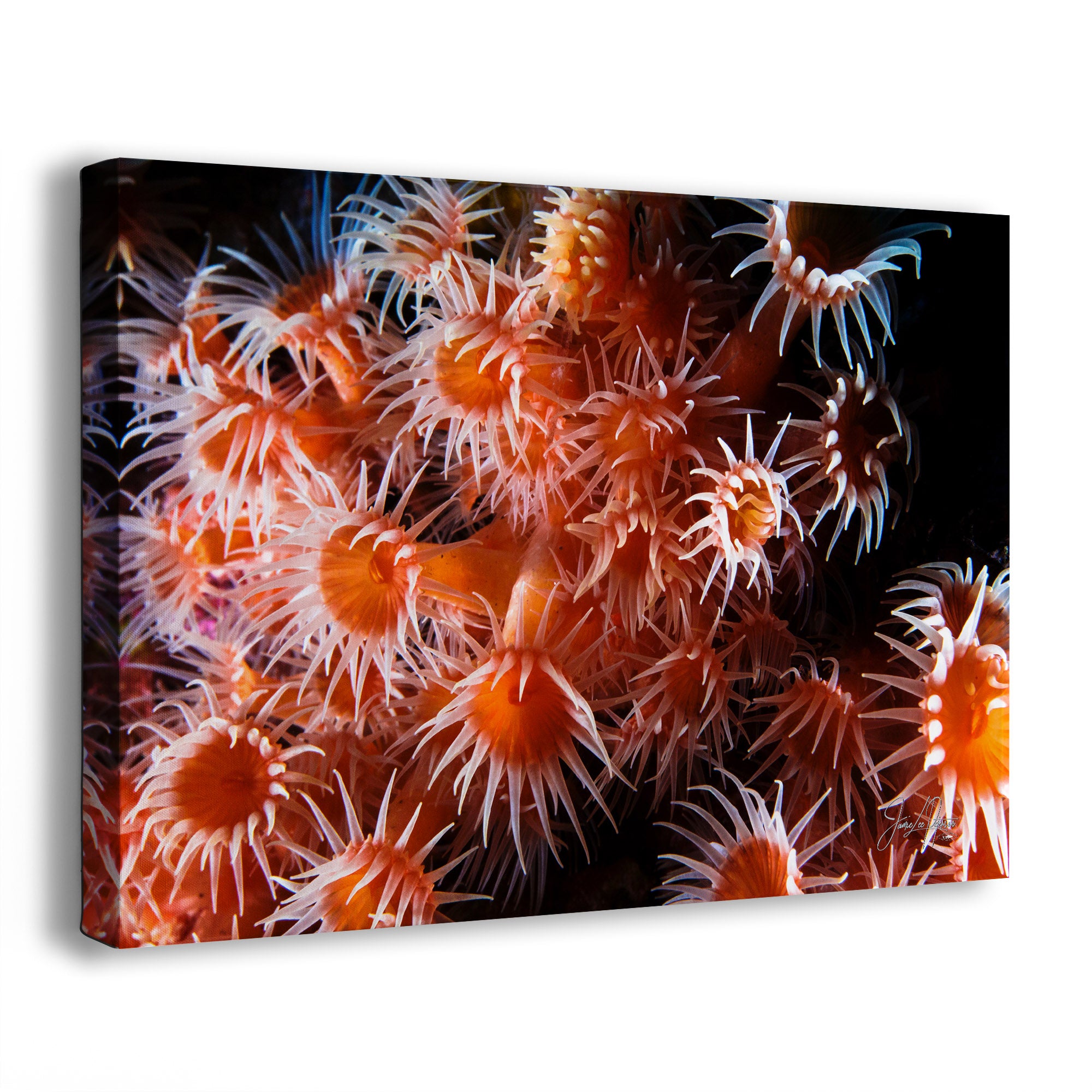 A rectangular wall art print or canvas showing a close-up underwater scene of orange sea anemones against a dark background, photographed at a slight angle on a white studio background.