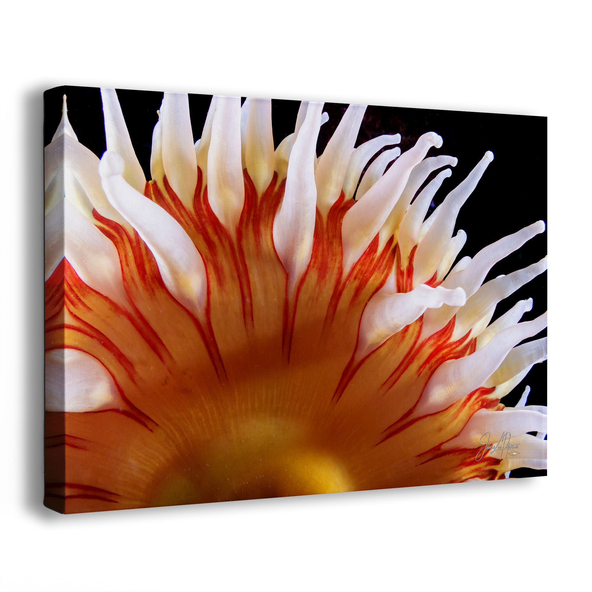 Close-up of a colorful anemone on a black background