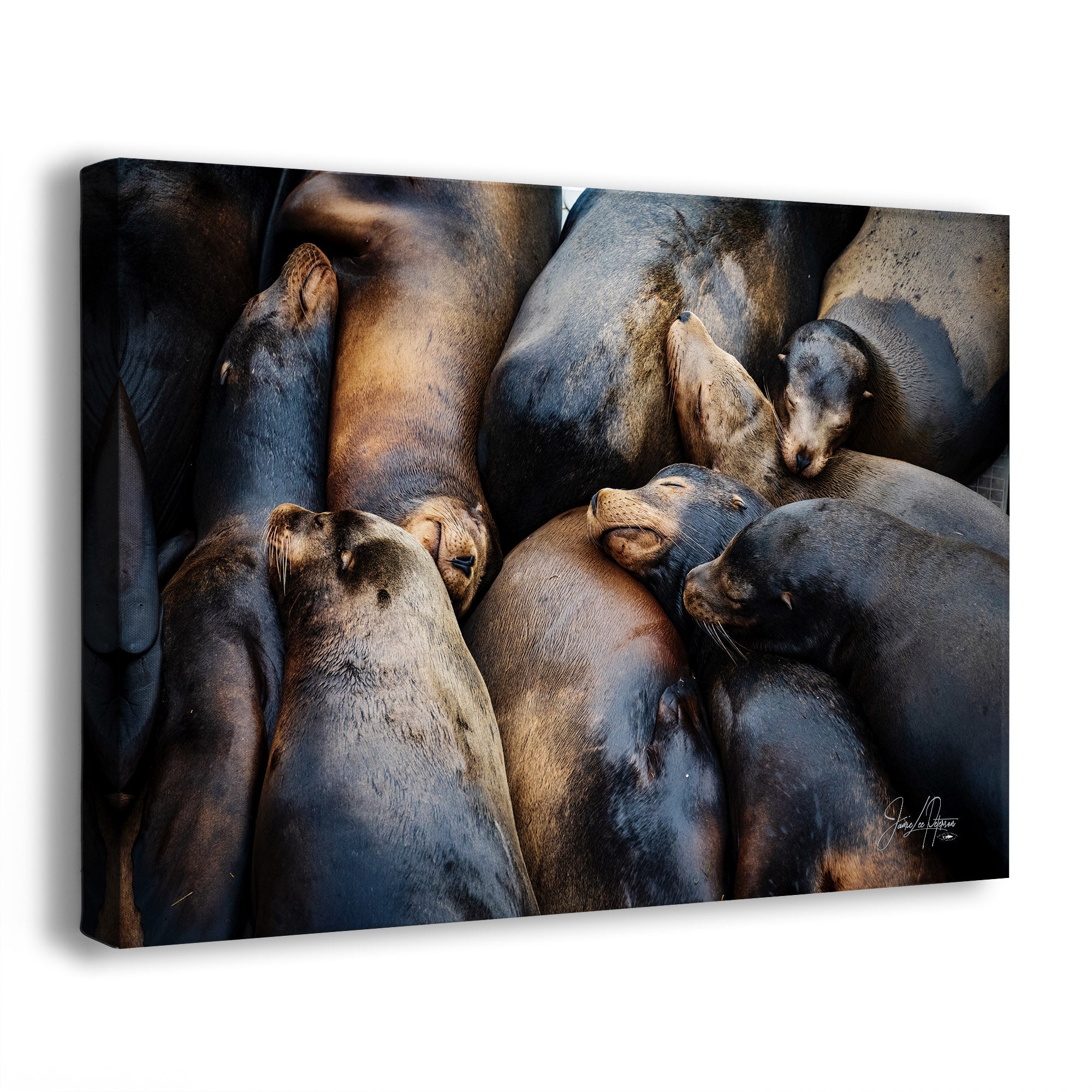 Canvas print of a group of sea lions huddled together on a white background