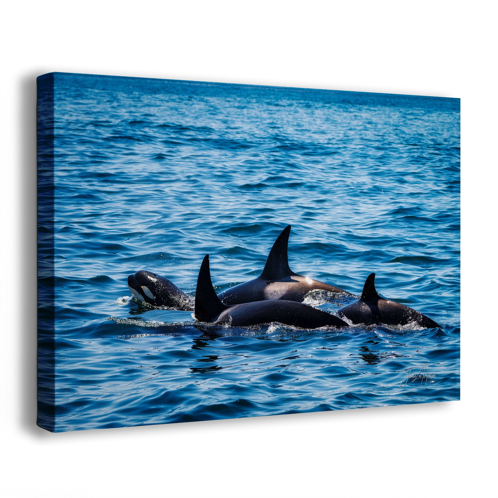 A canvas wall art print showing a family of orcas surfacing in blue ocean water, photographed at a slight angle against a clean white background.