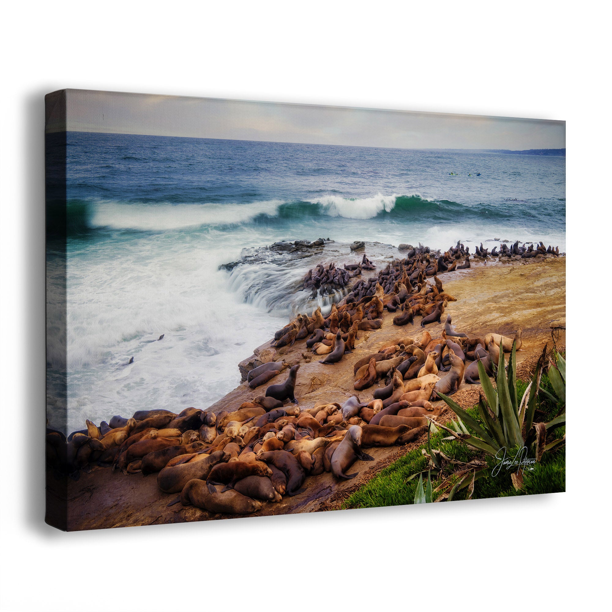 A canvas wall art print showing a rocky coastal scene with many sea lions resting on the shore, ocean waves, and a pale sky. The canvas is photographed at a slight angle against a plain white background.