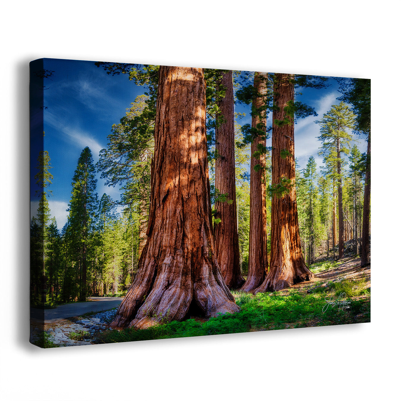 A Giant Sequoia Tree artwork showing a forest scene with giant redwood trees, green grass, blue sky, and sunlight, photographed against a plain white background.