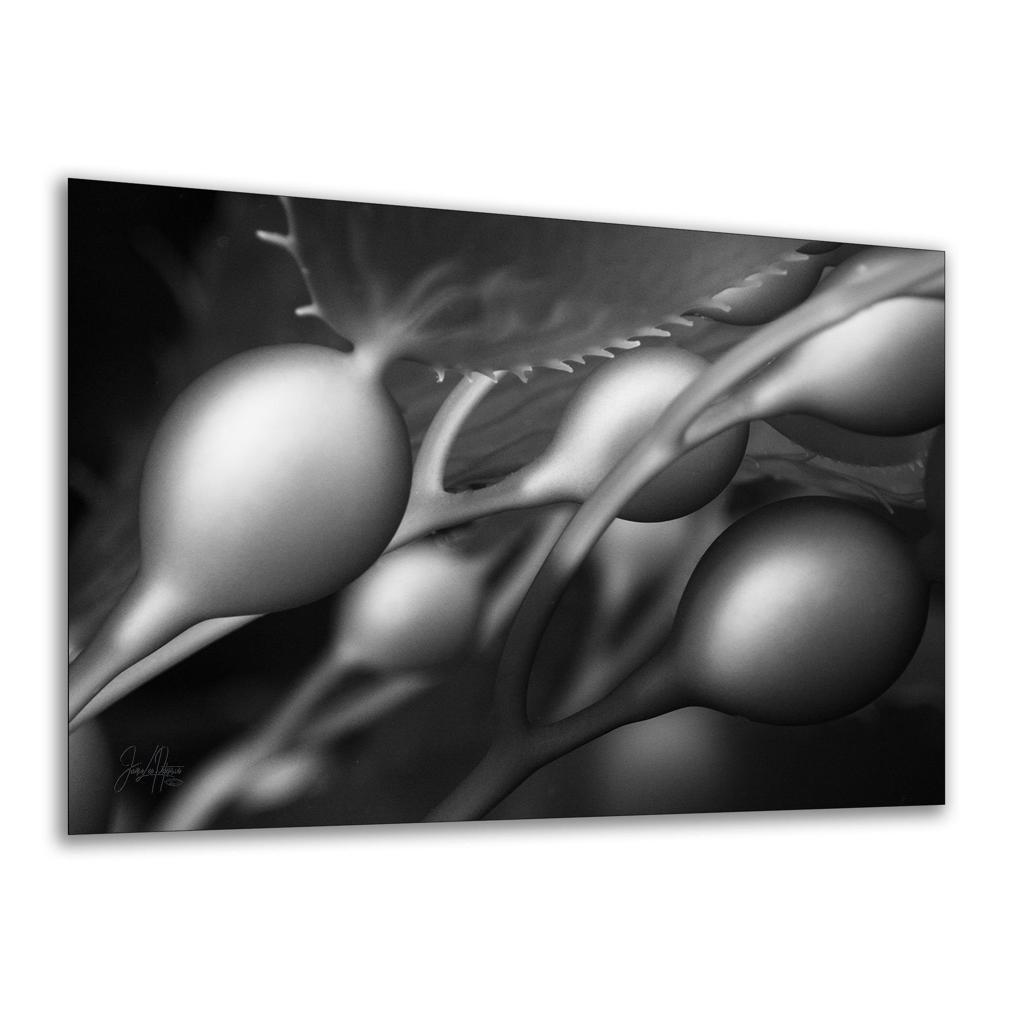 Limited Edition Fine Art Photography, California Giant Kelp Underwater Art, Awaken