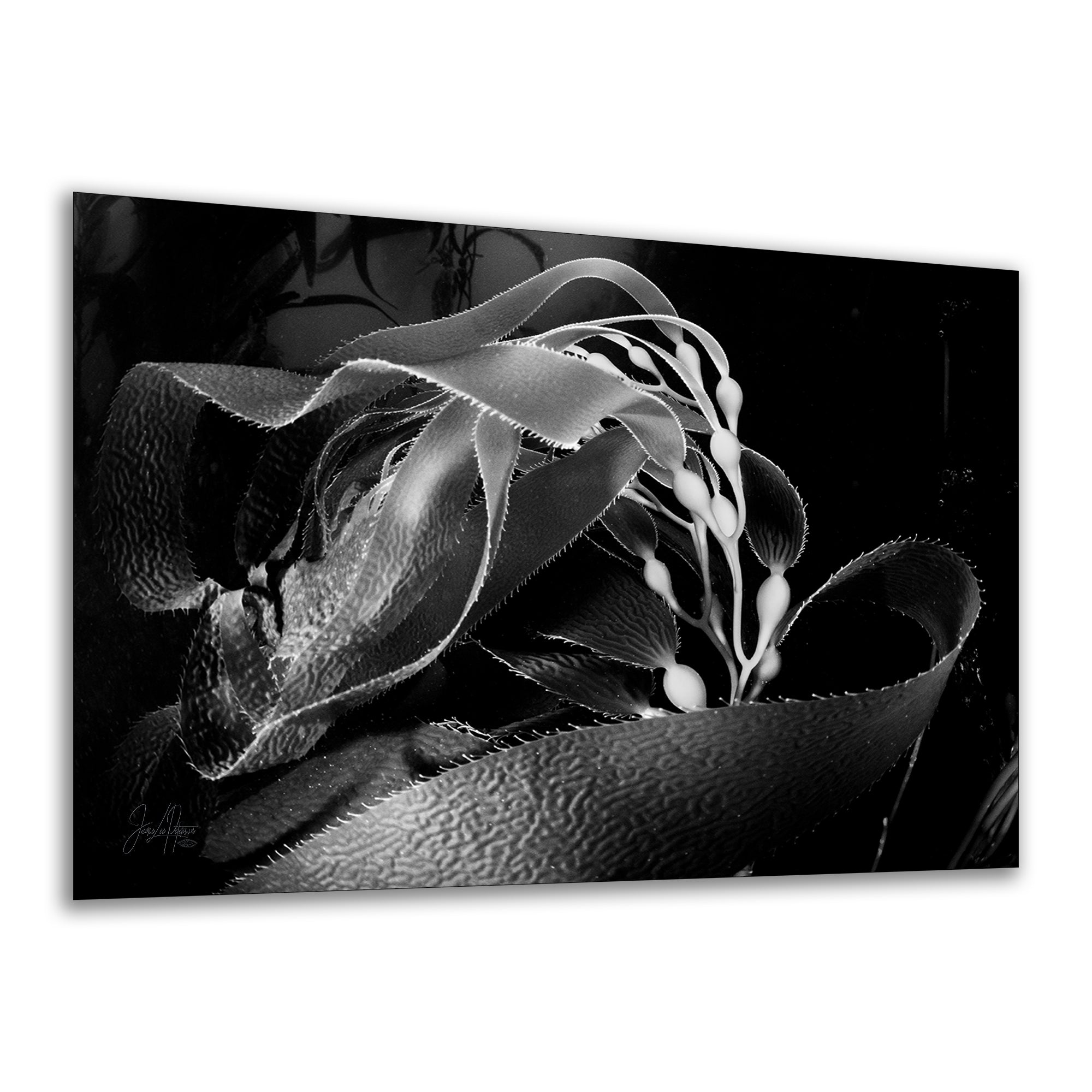 Limited Edition Fine Art Photography, California Giant Kelp Ocean Life, Presence