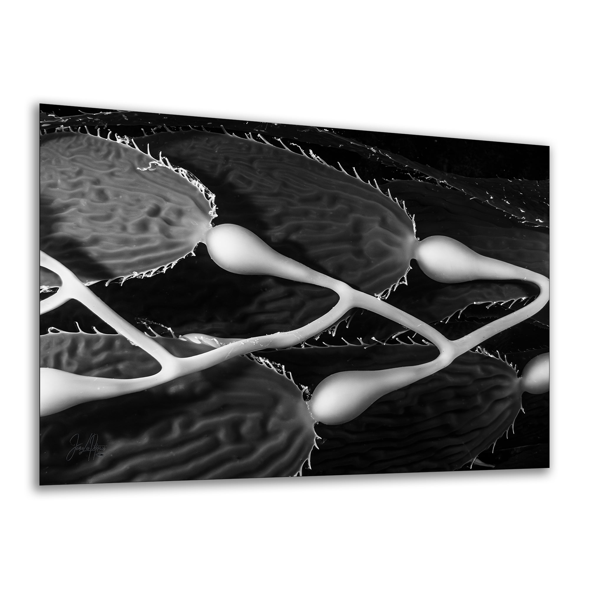 Limited Edition Fine Art Photography, Sea Life Ocean Art California Giant Kelp, Equanimity