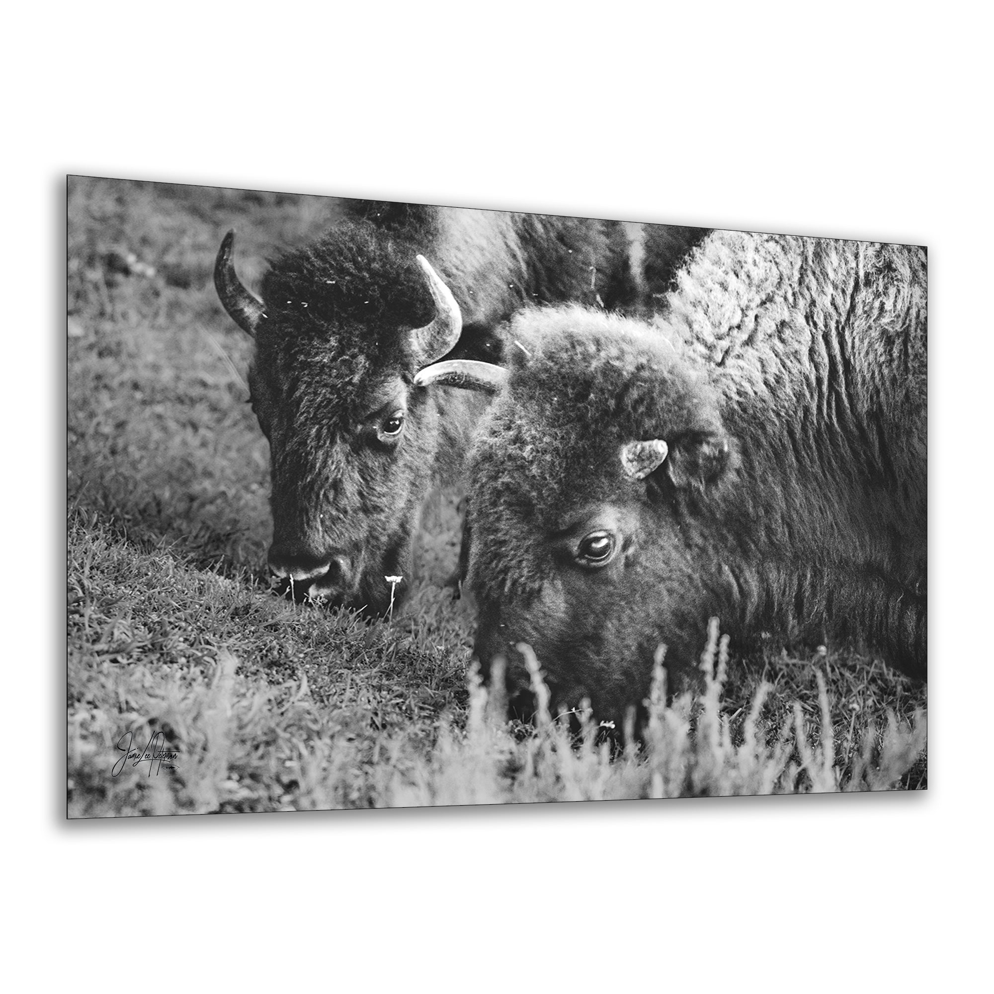 Grazing Buffalo Artwork Wildlife Photography, Black and White Bison Wall Decor, Rustic Cabin Animal Print, Nature Wall Art for Home or Office