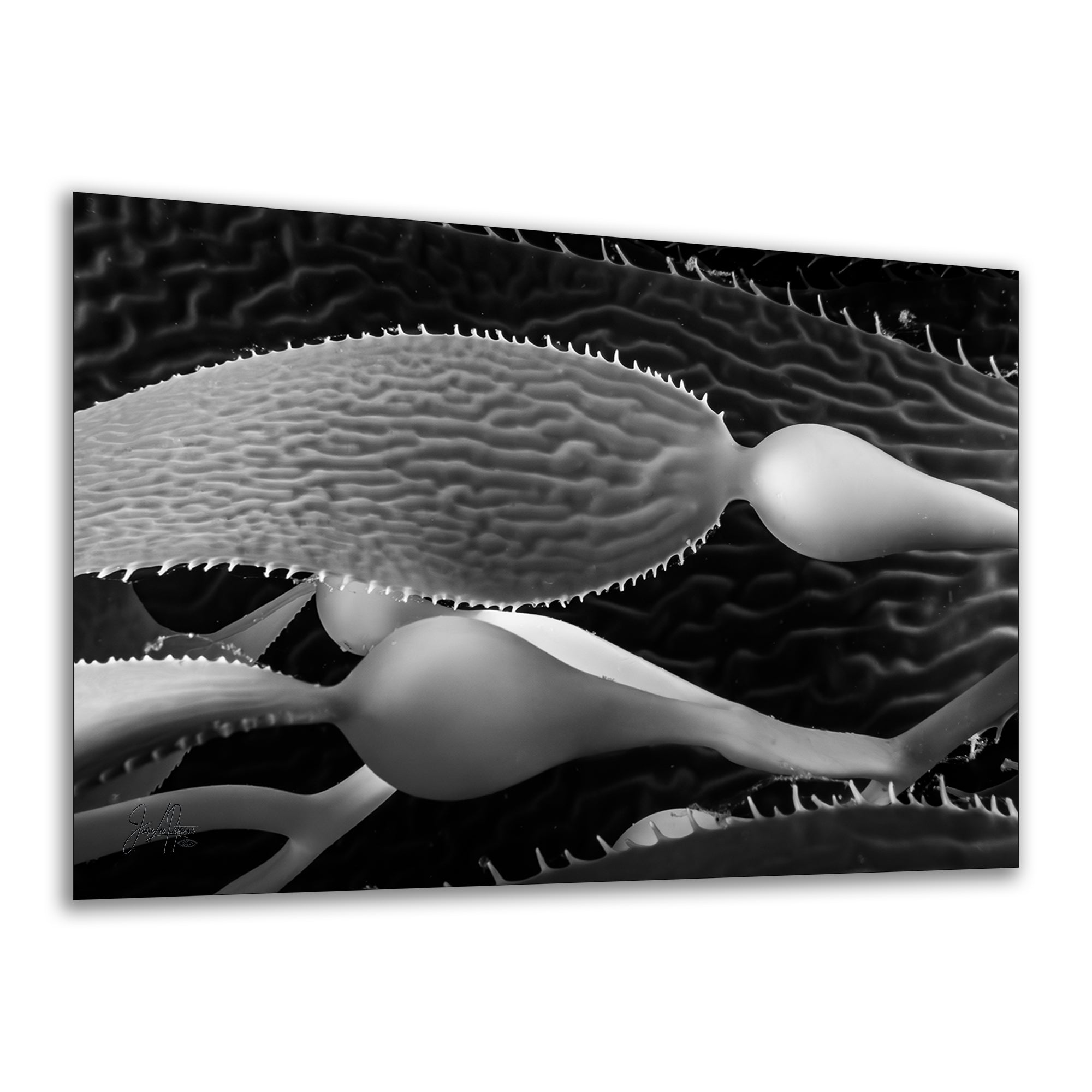 Limited Edition Fine Art Photography, California Giant Kelp Nature Photo, Clarity