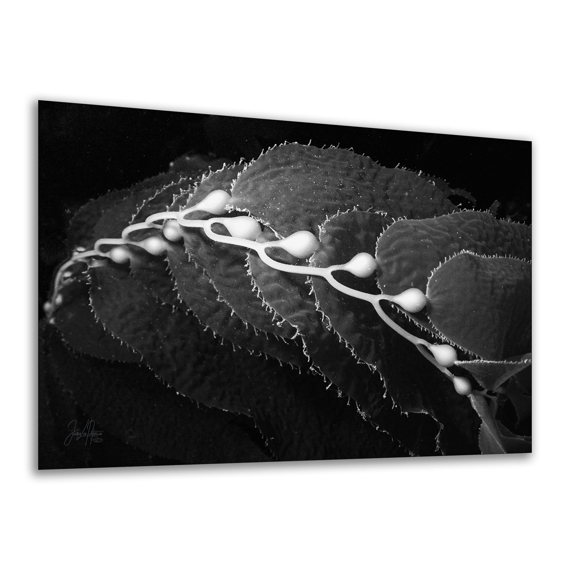 Limited Edition Fine Art Photography, California Giant Kelp Ocean Life, Eternity