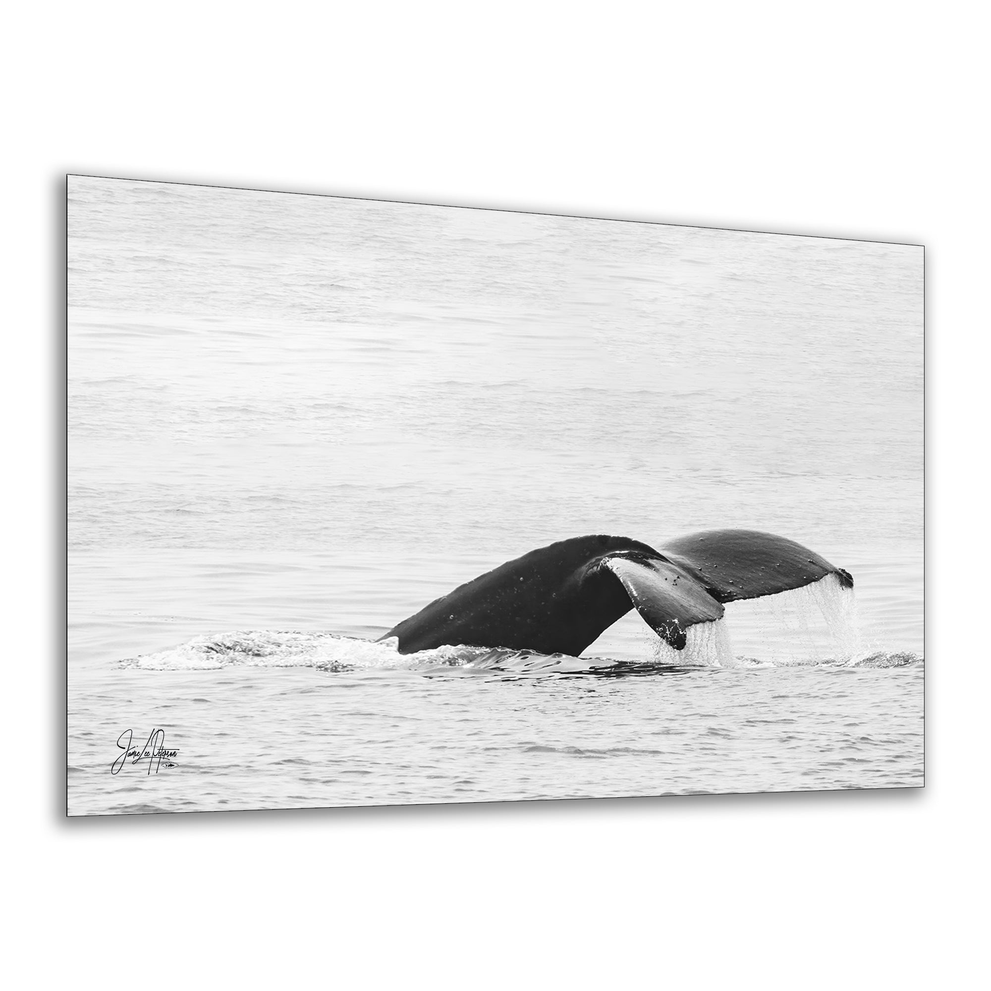Humpback Whale Marine Mammal Wildlife Photography, Black and White, Monterey Bay Ocean Scene Art Print for Nature Lovers and Marine Conservation Decor