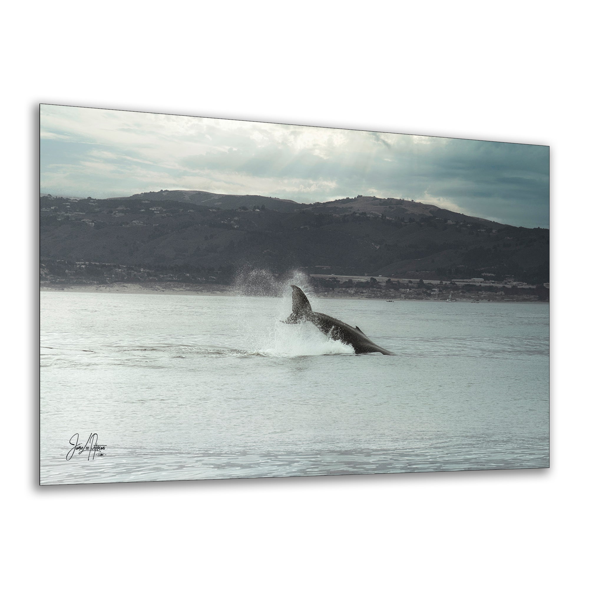 Humpback Whale Marine Mammal Wildlife Photography, Ocean Nature Art, Marine Conservation, Dolphin & Sea Life Gift, House Decor