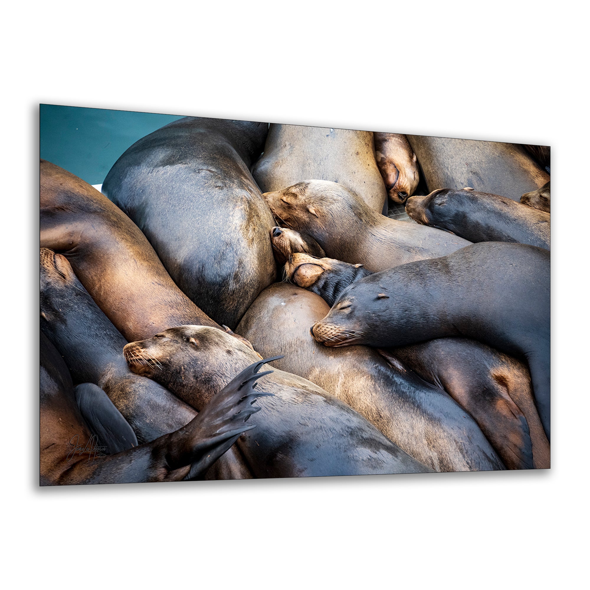 California Sea Lion Marine Mammal Wildlife Photography Wall Art - Ocean Animals Nursery Decor Coastal Home Artwork, Marine Biology Print
