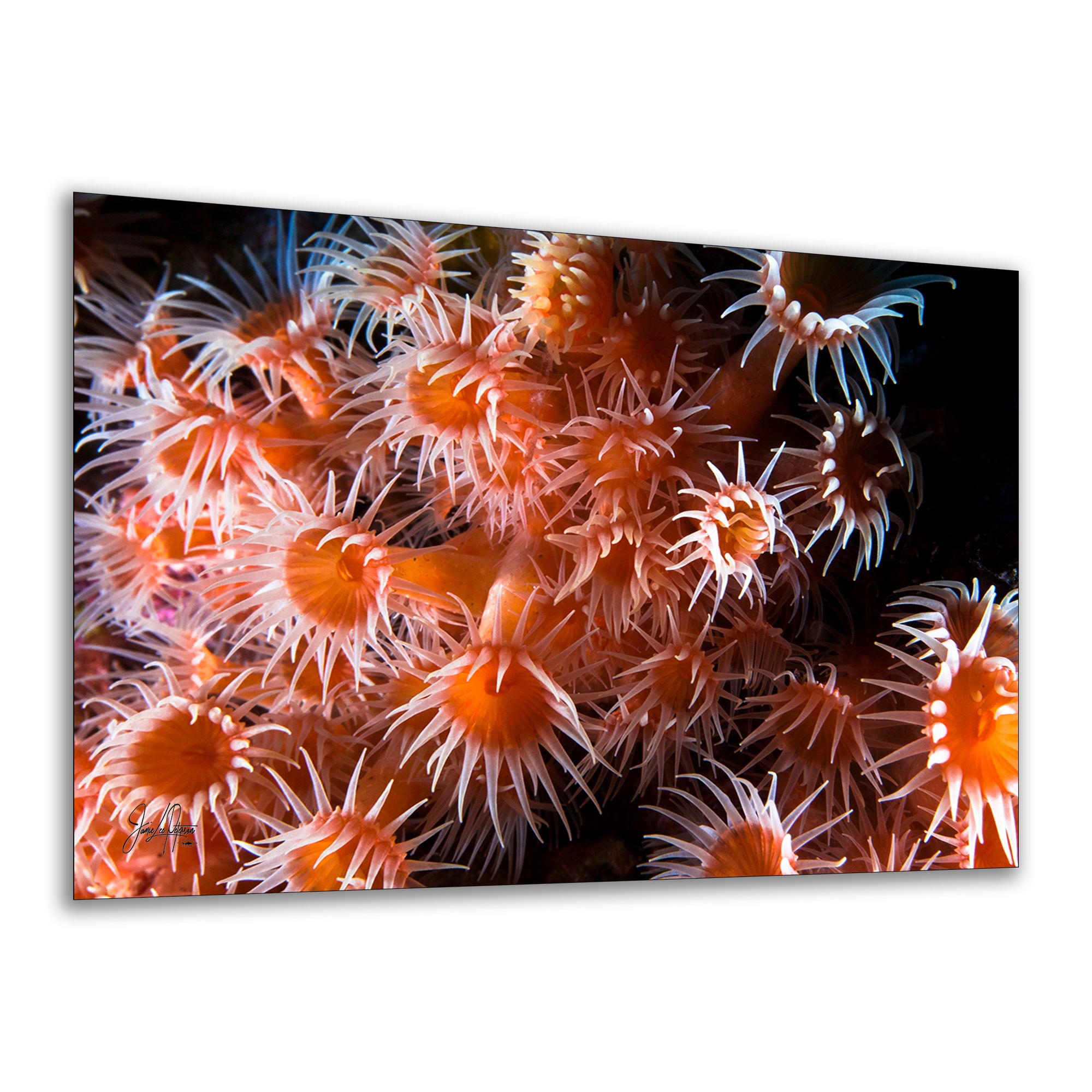 Sea Anemone Picture Ocean Life Underwater Scenery Nature Photo, Marine Biology Wall Art, Vibrant Orange Zoanthid Coral Reef, Ocean Decor