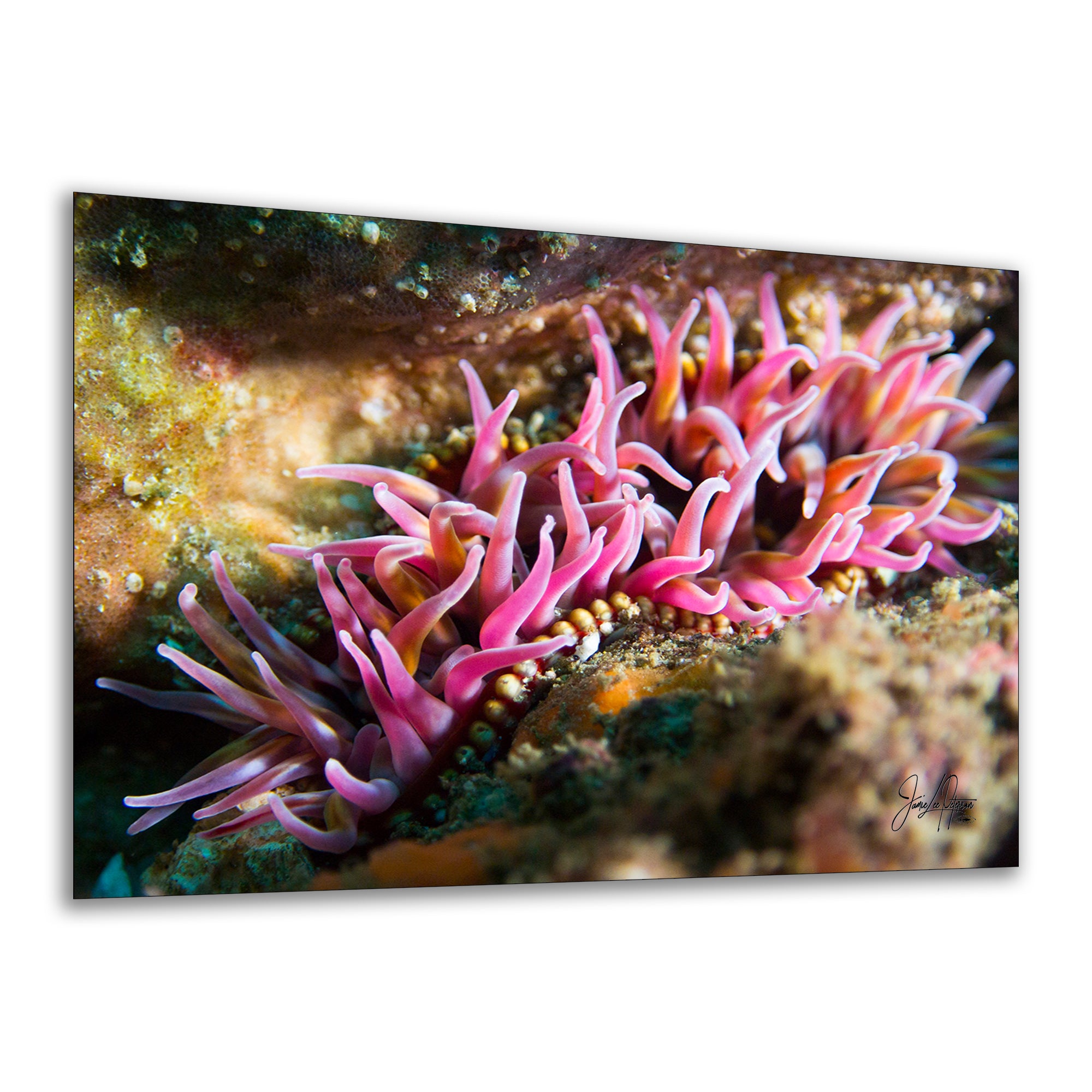 Sea Anemone Picture Ocean Life Underwater Scenery Nature Photo, Marine Biology Coral Reef Art, Vibrant Marine Wildlife Wall Decor