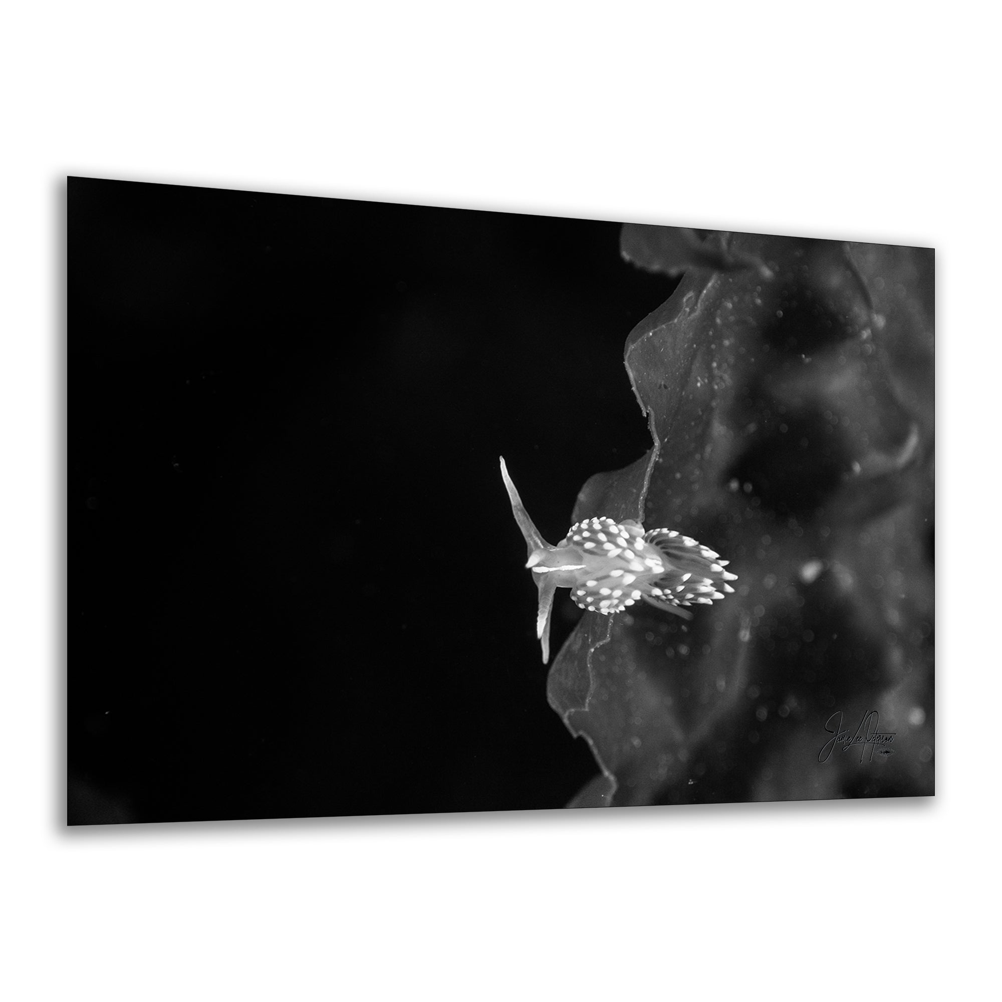 Limited Edition Fine Art Photography, Underwater Sea Life Ocean Art, The Universe