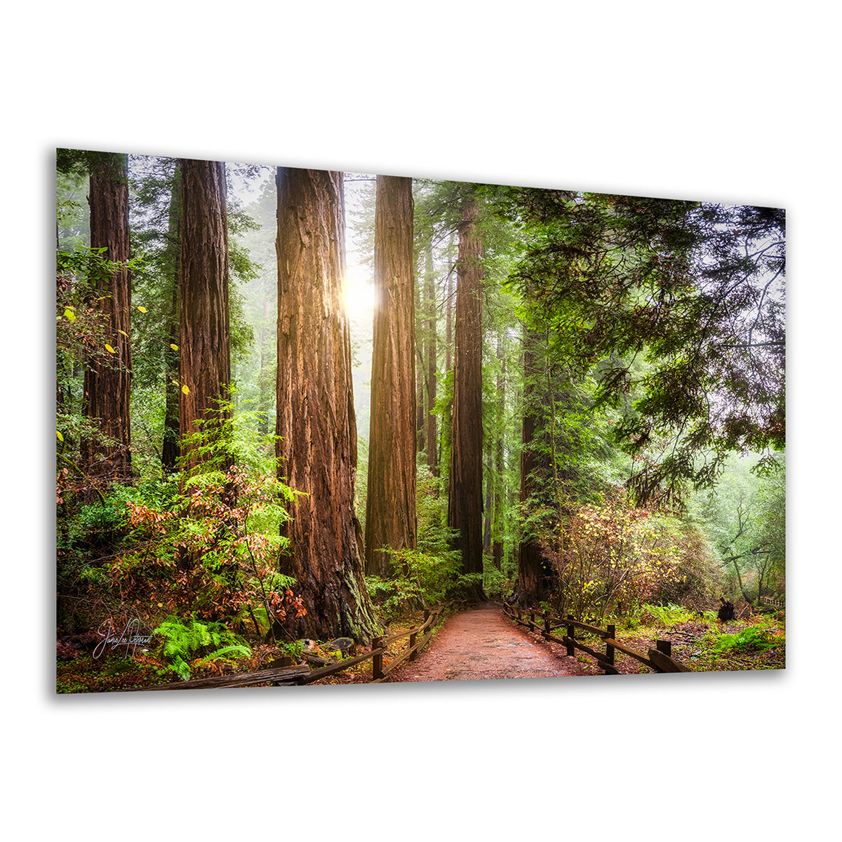 A rectangular wall art print or canvas showing a sunlit forest path lined with tall redwood trees and green undergrowth, photographed against a plain white background.