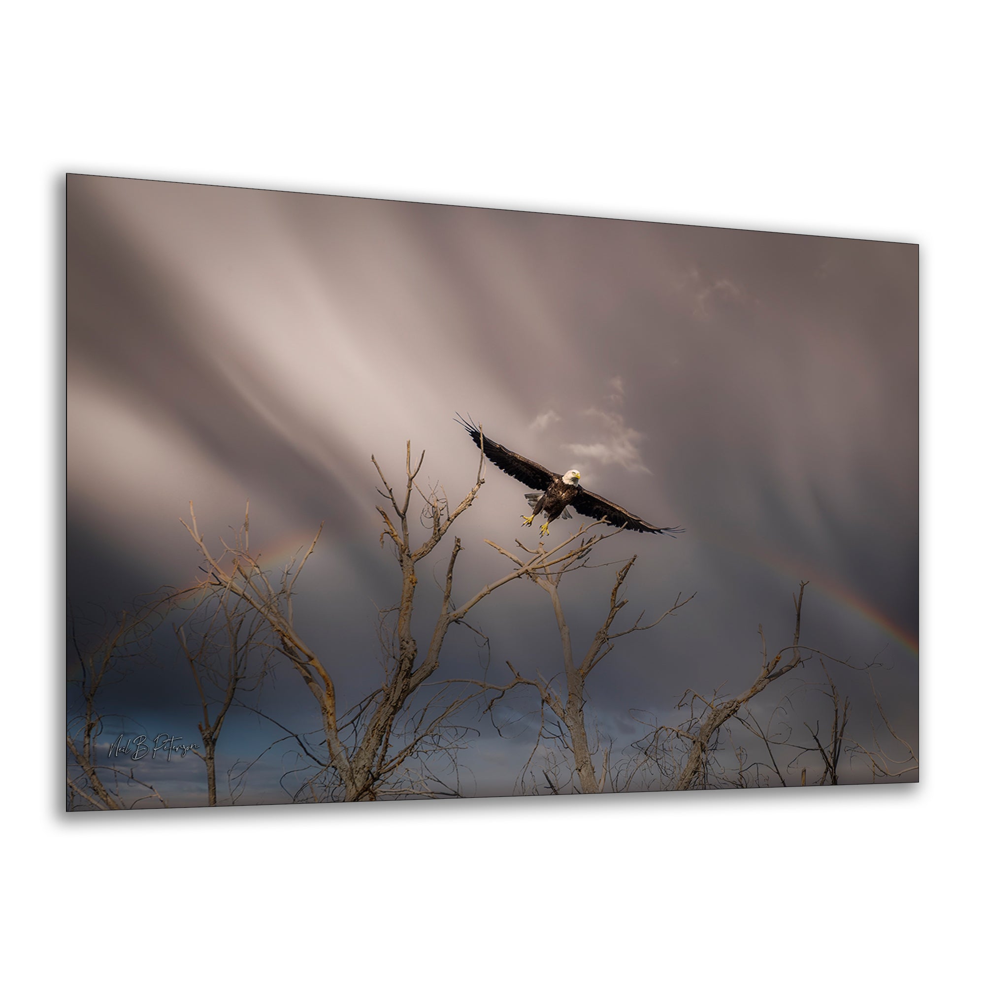 Soaring Bald Eagle Picture Wildlife Photography Wall Art, Nature Photo, Bird Photography, Rustic Cabin Decor, Office or Dorm Room Wall Decor
