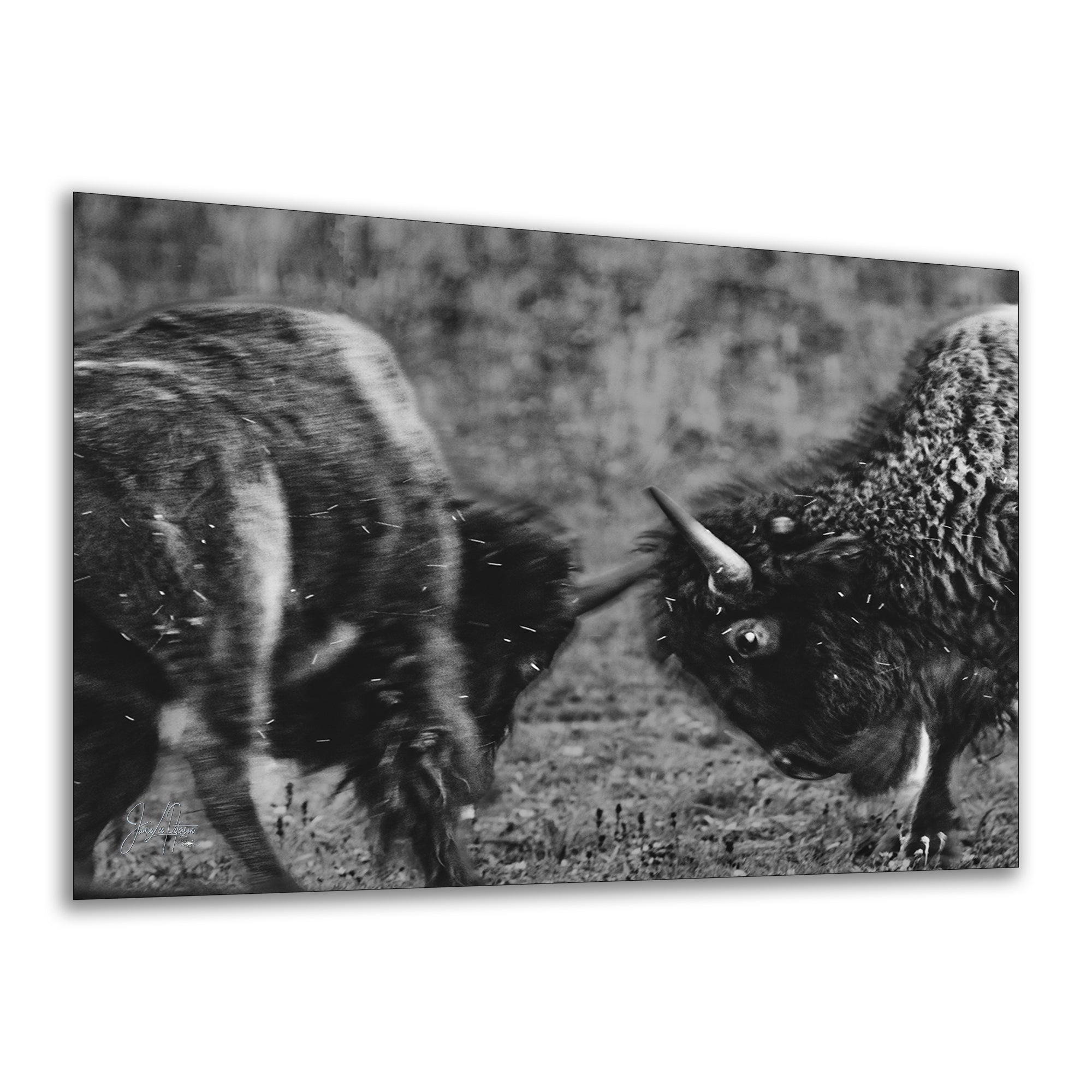 Buffalo Artwork Wildlife Photography, Black and White Bison Wall Decor, Rustic Cabin Animal Print, Nature Wall Art for Home or Office