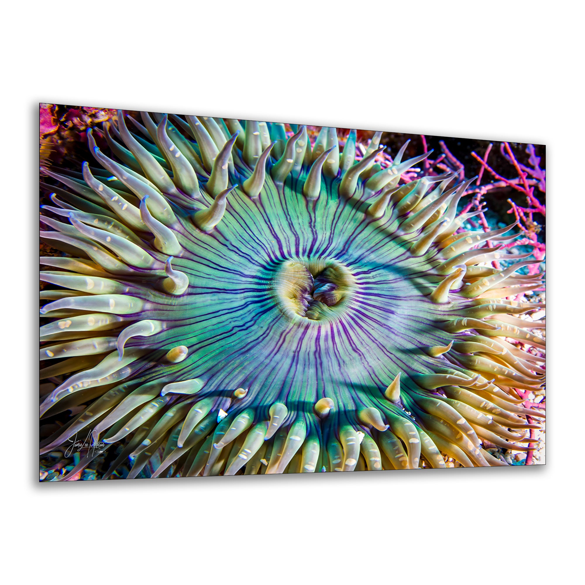 Ocean Life Limited Edition Fine Art Print Underwater Sea Anemone Photo