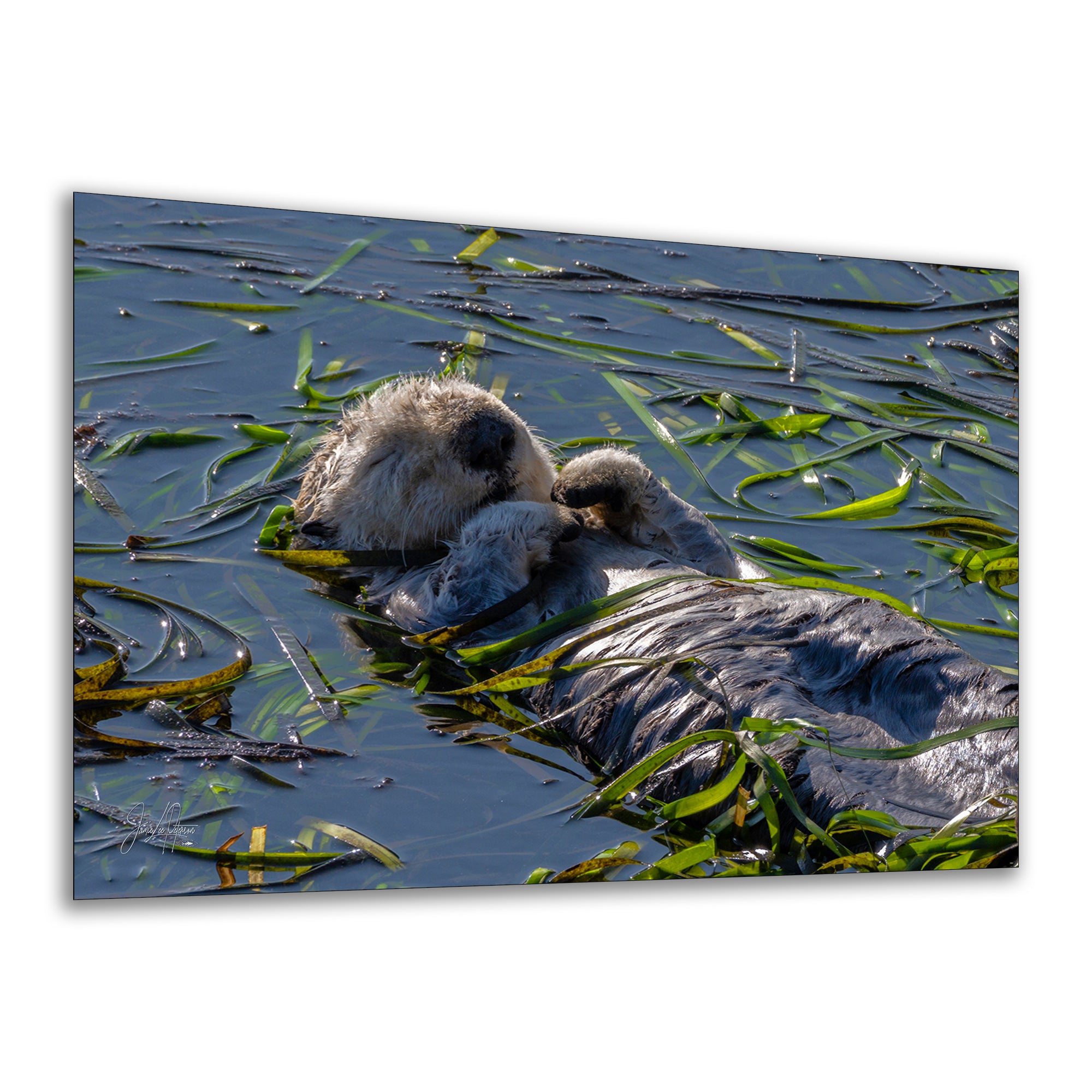 Marine Mammal Wildlife Photography Limited Edition Fine Art Print of California Sea Otter