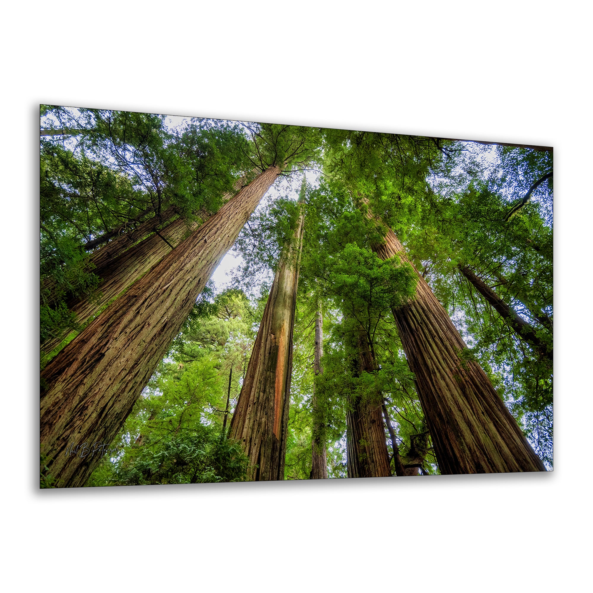 Redwood Trees Forest Picture Nature Photo