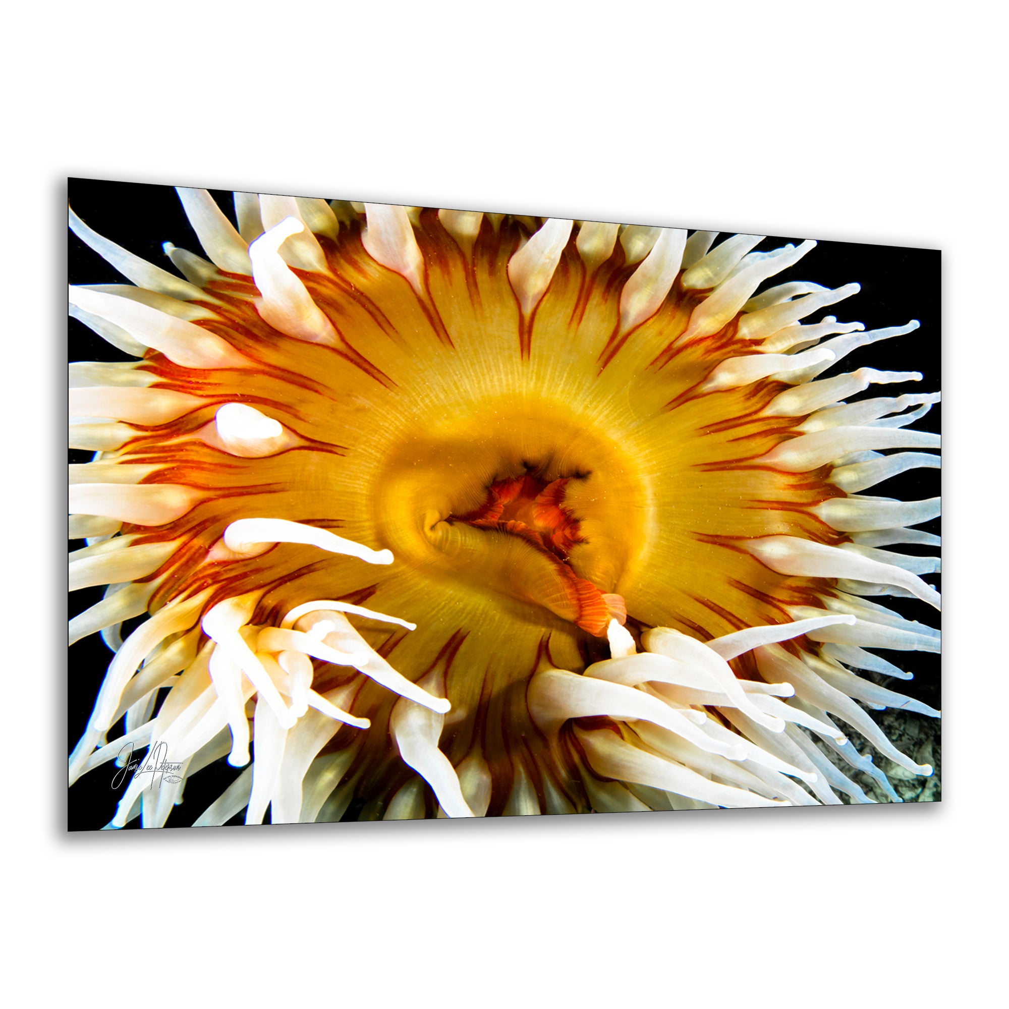 Sea Anemone Picture Ocean Life Underwater Scenery Nature Photo, Marine Biology Coral Reef Art